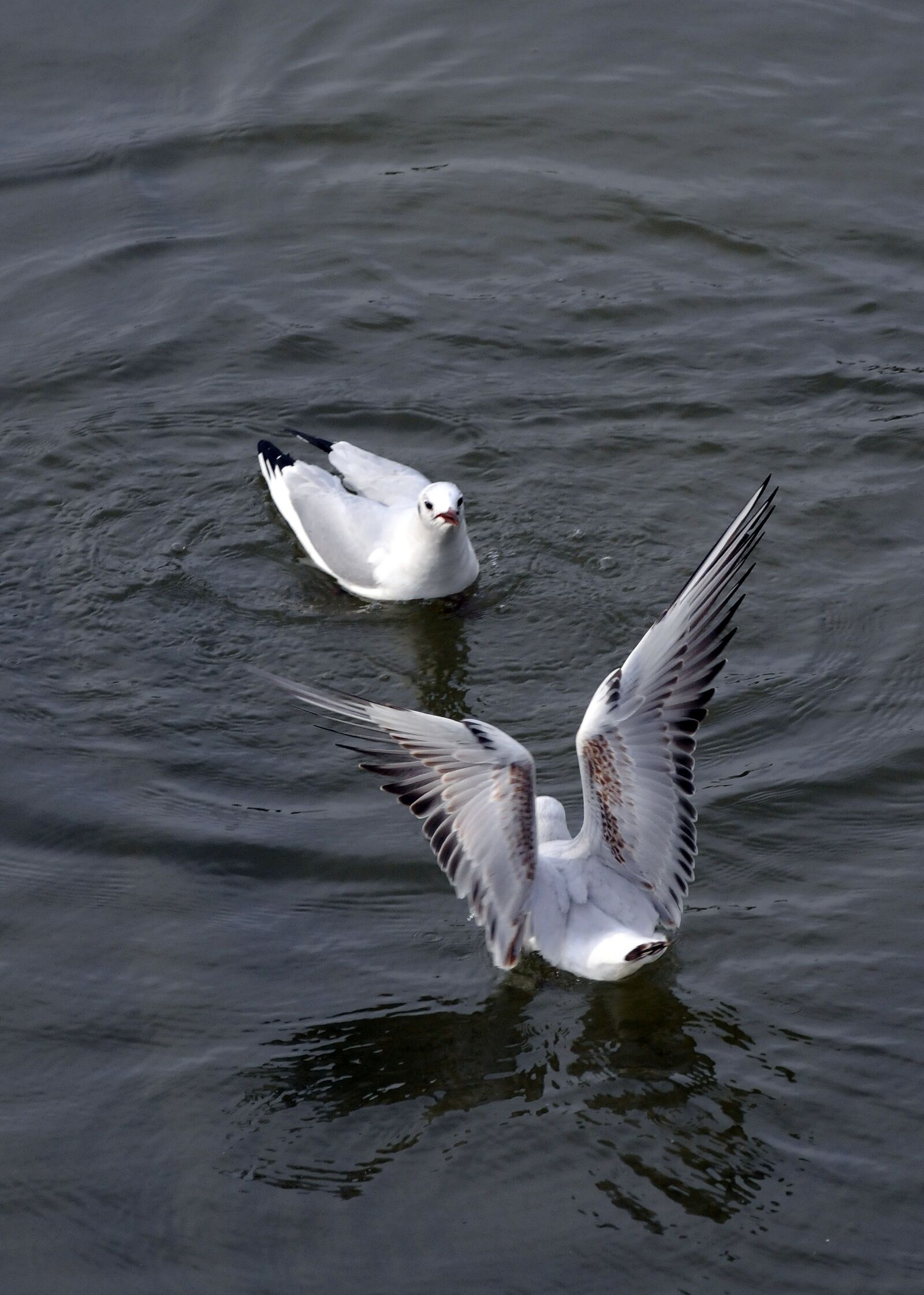 Nikon D300 sample photo. Seagulls, birds, wings photography