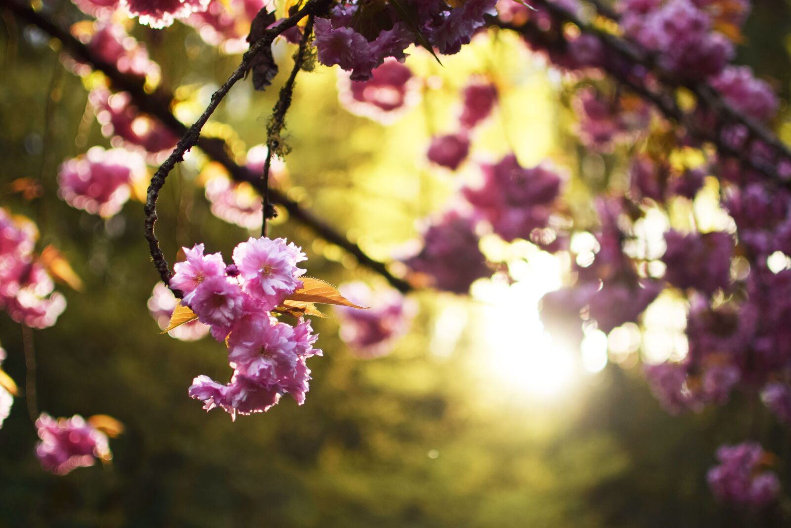 Nikon D5300 sample photo. Cherry blossoms, trees, streetscape photography
