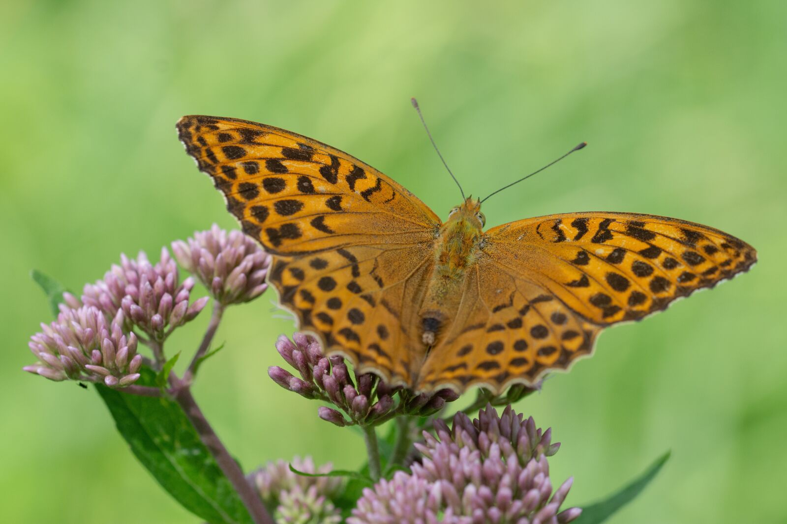 Nikon D7200 sample photo. Butterfly, perle ovec st photography