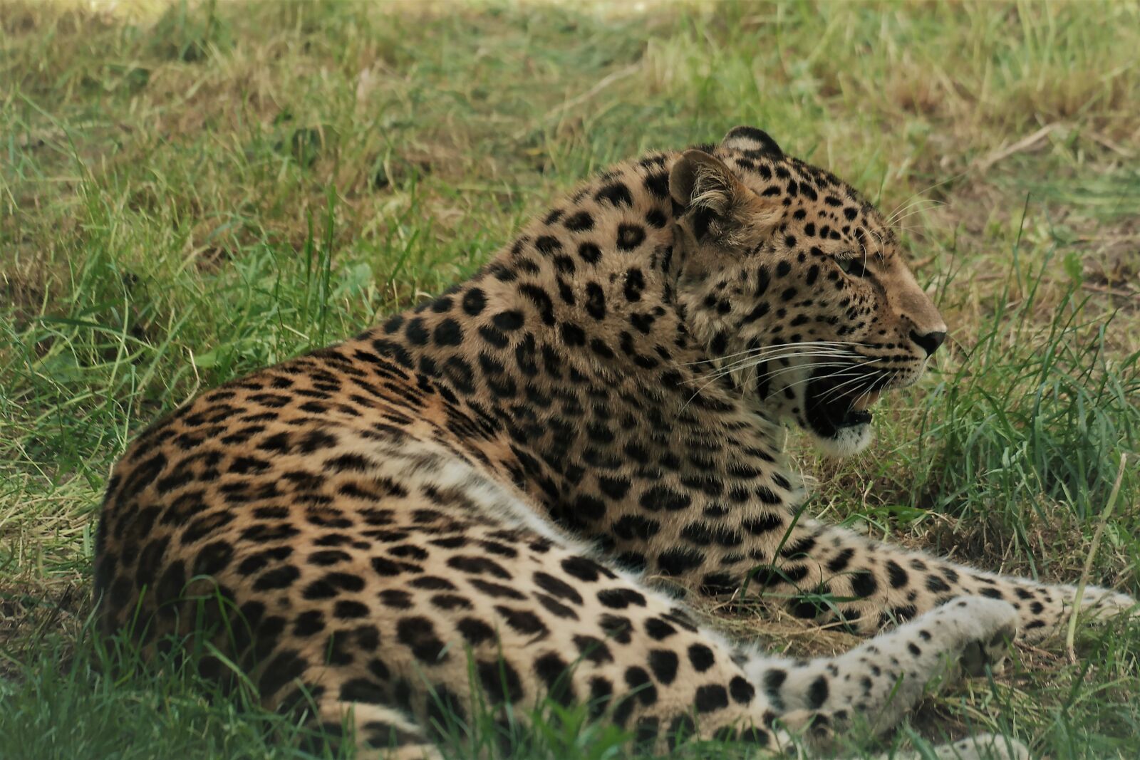 NX 50-200mm F4-5.6 sample photo. Leopard, cat, big cat photography