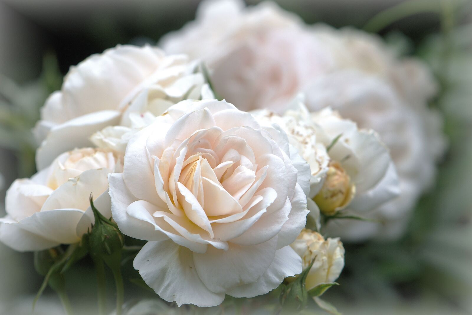 Nikon D5600 sample photo. Flowers, rose flower, rose photography