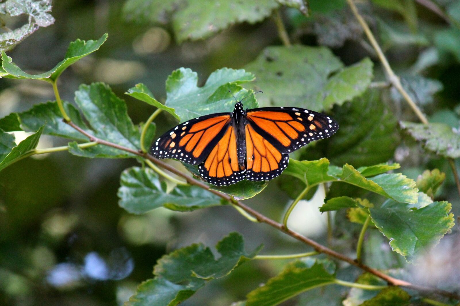 Canon EOS 1100D (EOS Rebel T3 / EOS Kiss X50) sample photo. Monarch, butterfly, insect photography