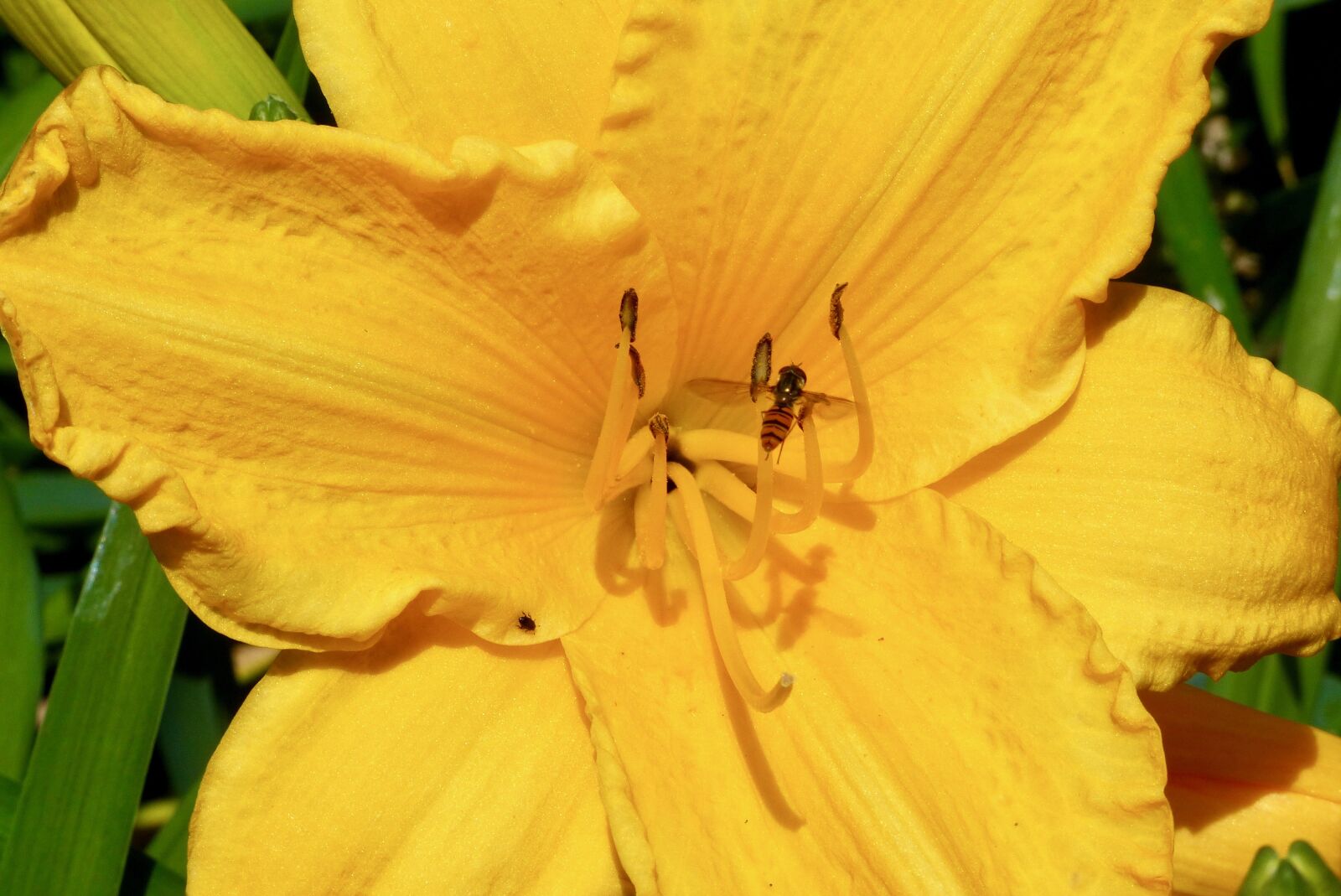 Panasonic Lumix DMC-FZ200 sample photo. Daylily, flower, tiger fly photography