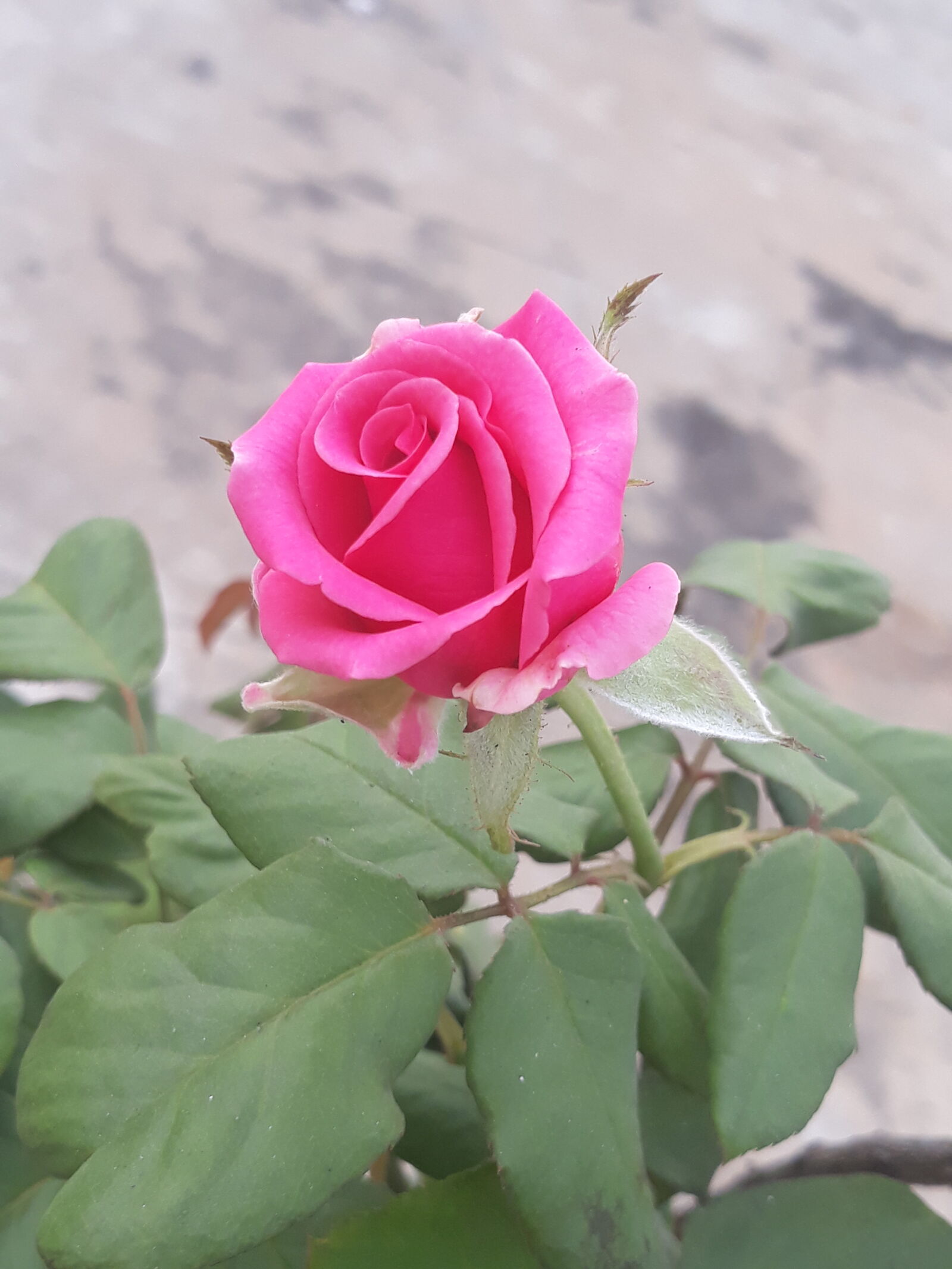 Samsung Galaxy J7 Pro sample photo. Beautiful, flowers, lovely, flower photography