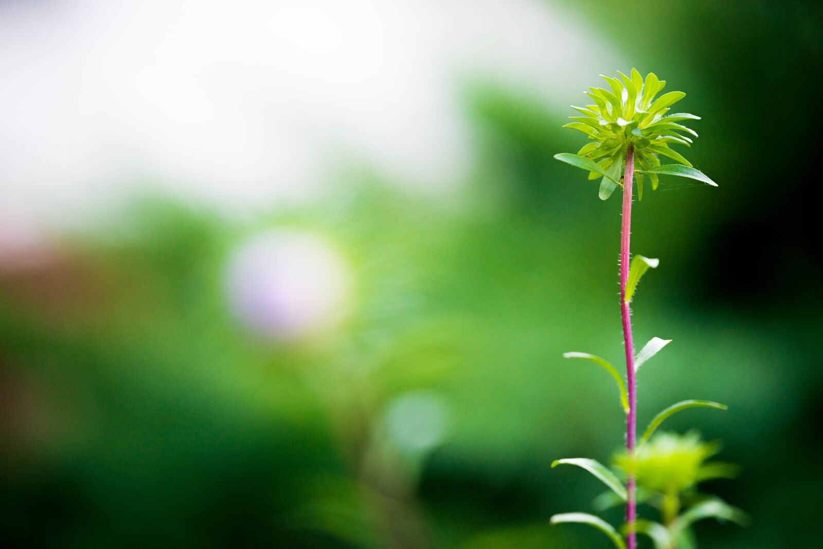 Nikon D610 sample photo. Plant, flower, blossom photography