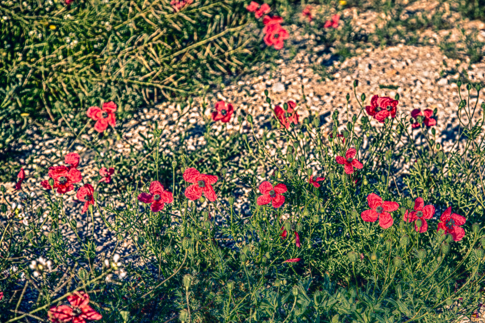 Canon EF 24-105mm F4L IS USM sample photo. Flowers, without, garden, spring photography