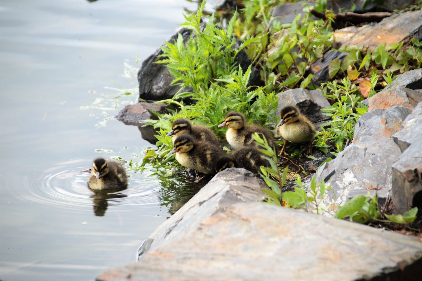 Sony SLT-A58 sample photo. Duck, wild, water photography