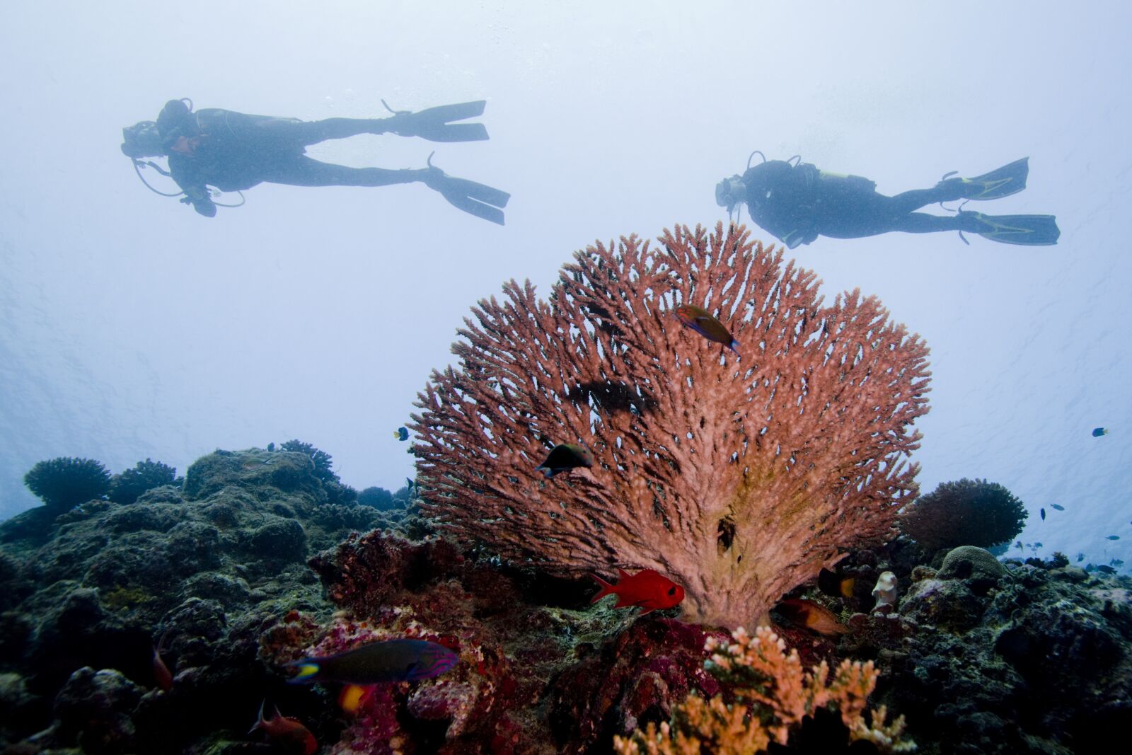 Canon EOS-1Ds Mark II sample photo. Diving, ocean, sea photography