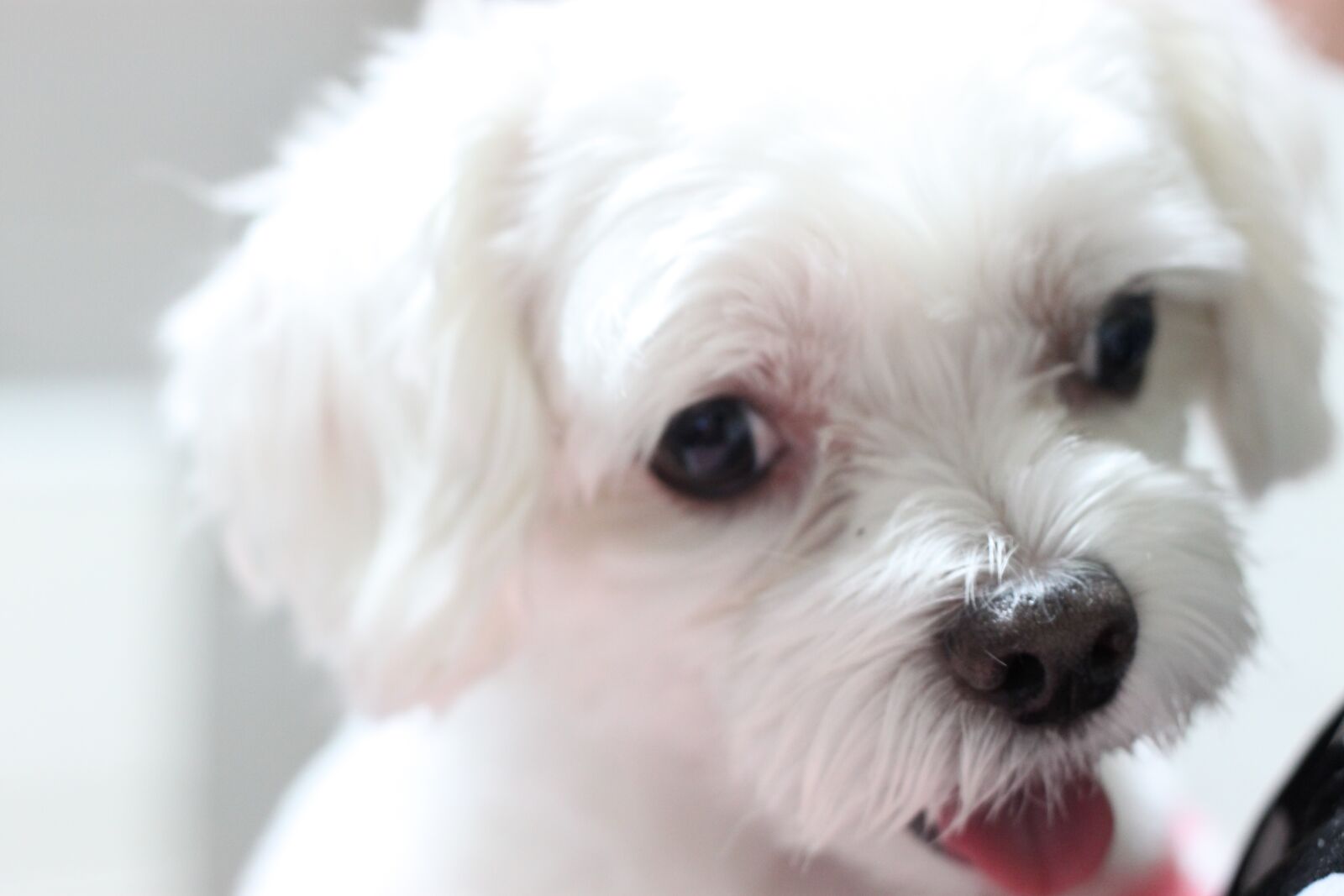 Canon EOS 500D (EOS Rebel T1i / EOS Kiss X3) sample photo. Puppy, dog, maltese photography