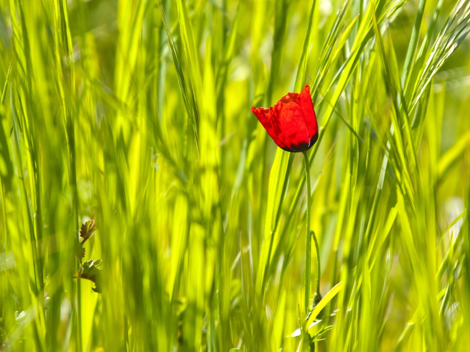 Olympus E-3 sample photo. Poppy, flower, blossom photography