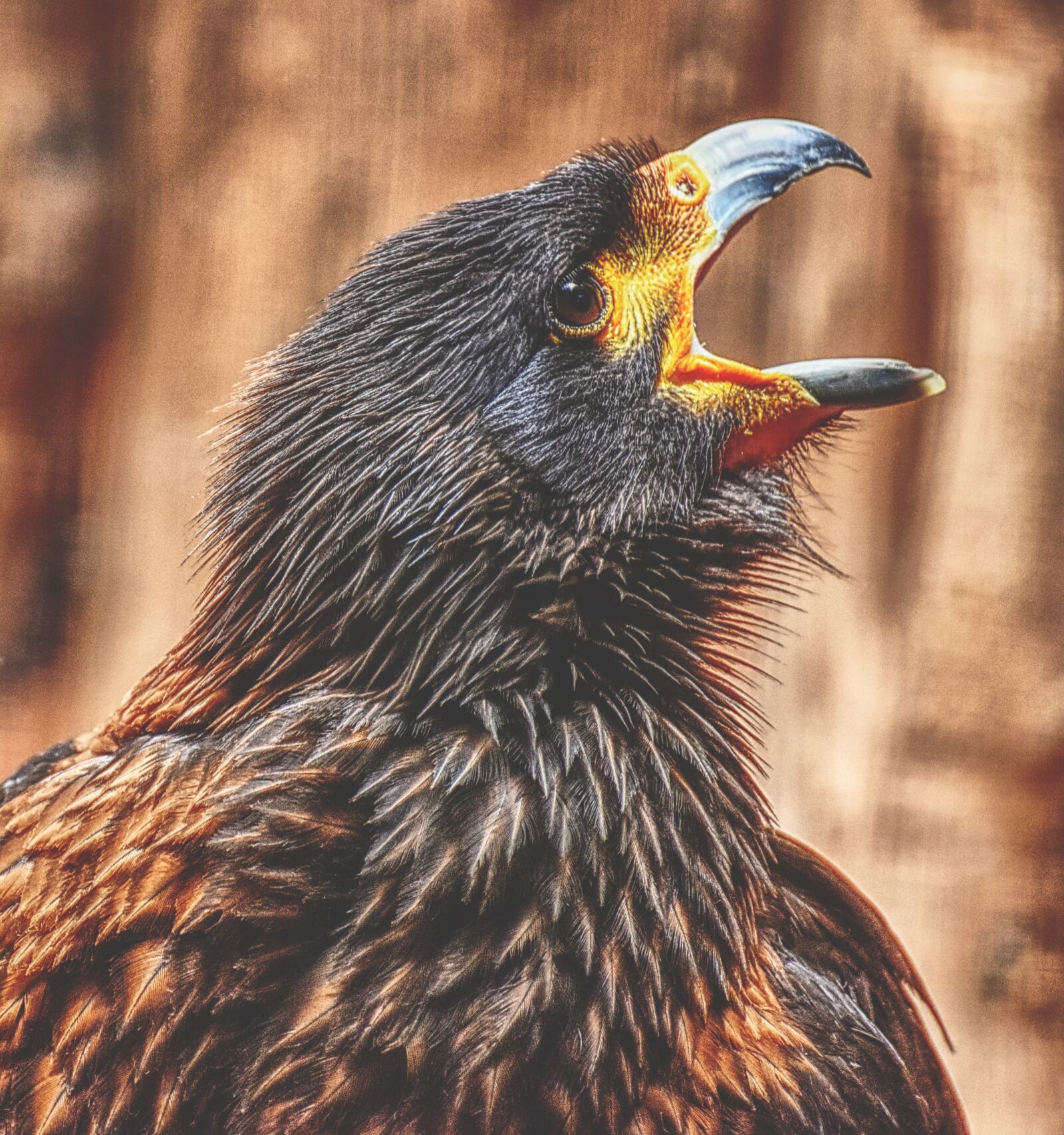 Nikon D7200 sample photo. Buzzard, harris hawk, raptor photography