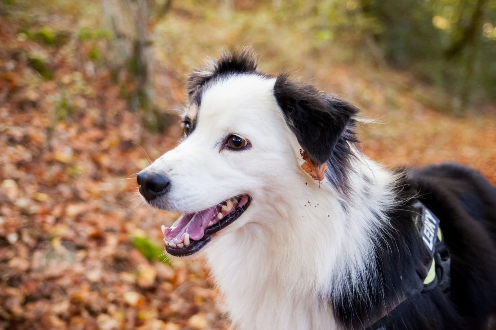 Nikon D40 sample photo. Dog, berger, forest photography