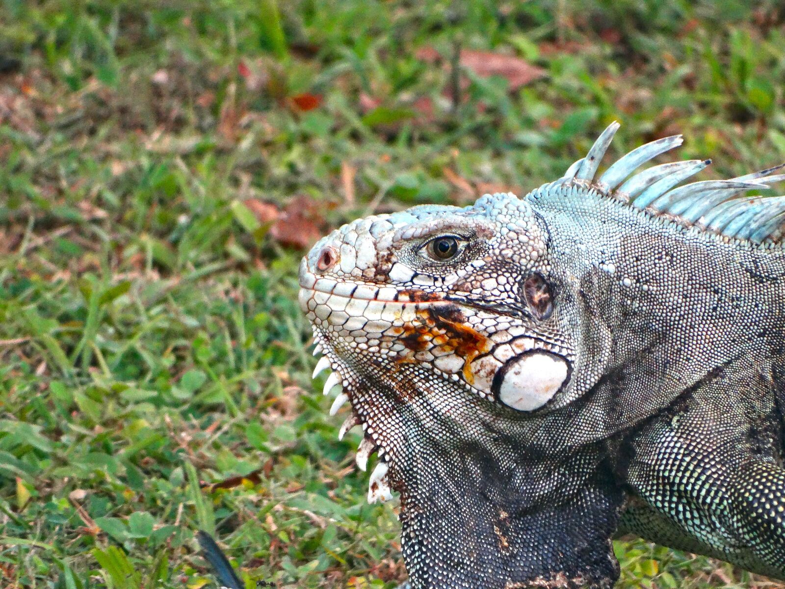 Sony Cyber-shot DSC-HX300 sample photo. Nature, wildlife, animalia photography