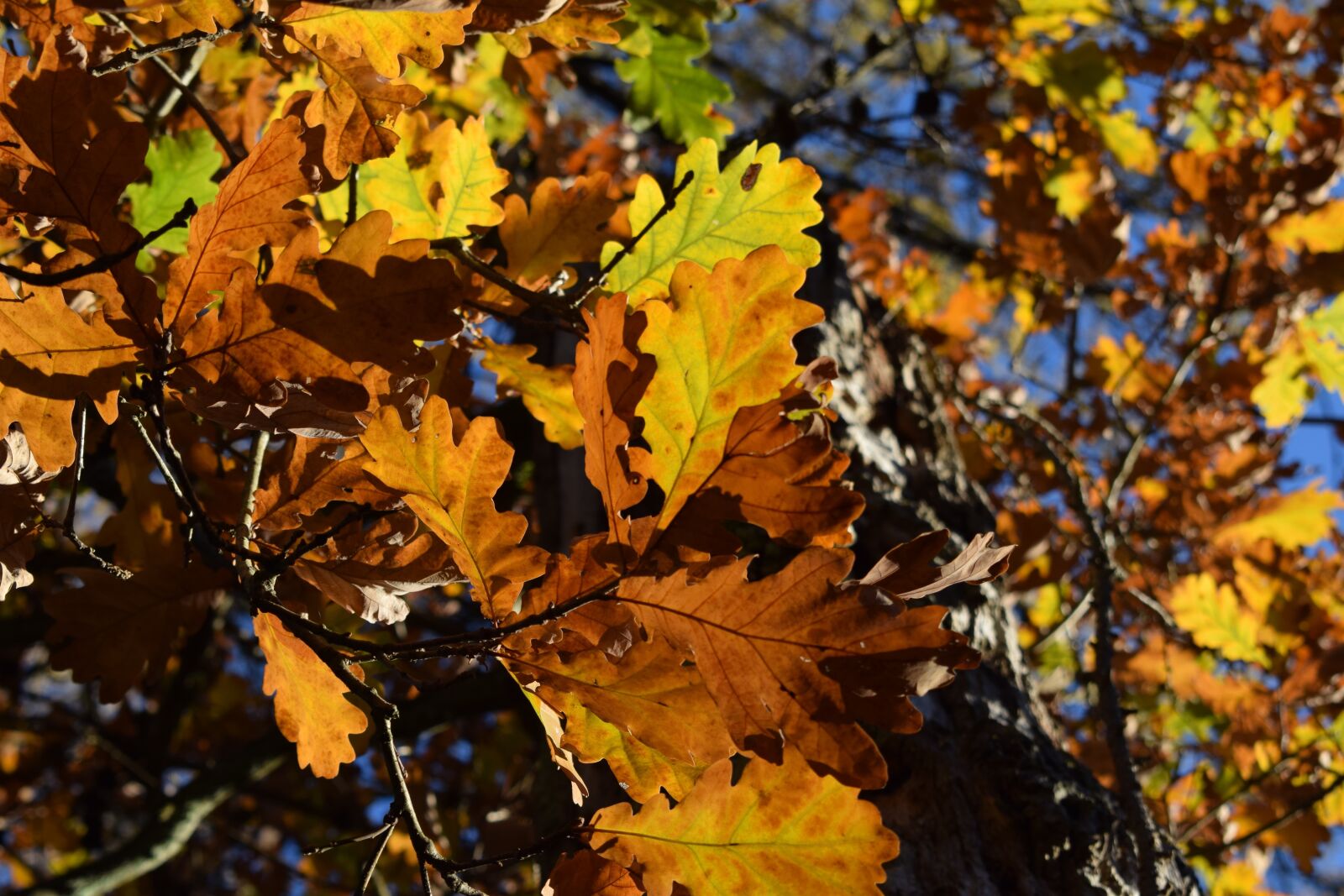 Nikon D5300 sample photo. Autumn, leaves, oak photography