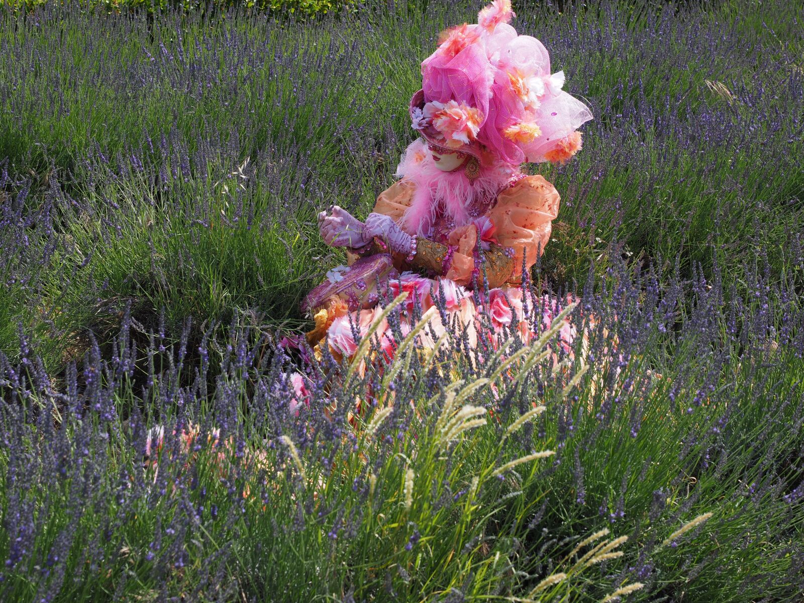 Olympus OM-D E-M1 + Olympus M.Zuiko Digital ED 12-40mm F2.8 Pro sample photo. Woman, costume, lavender field photography