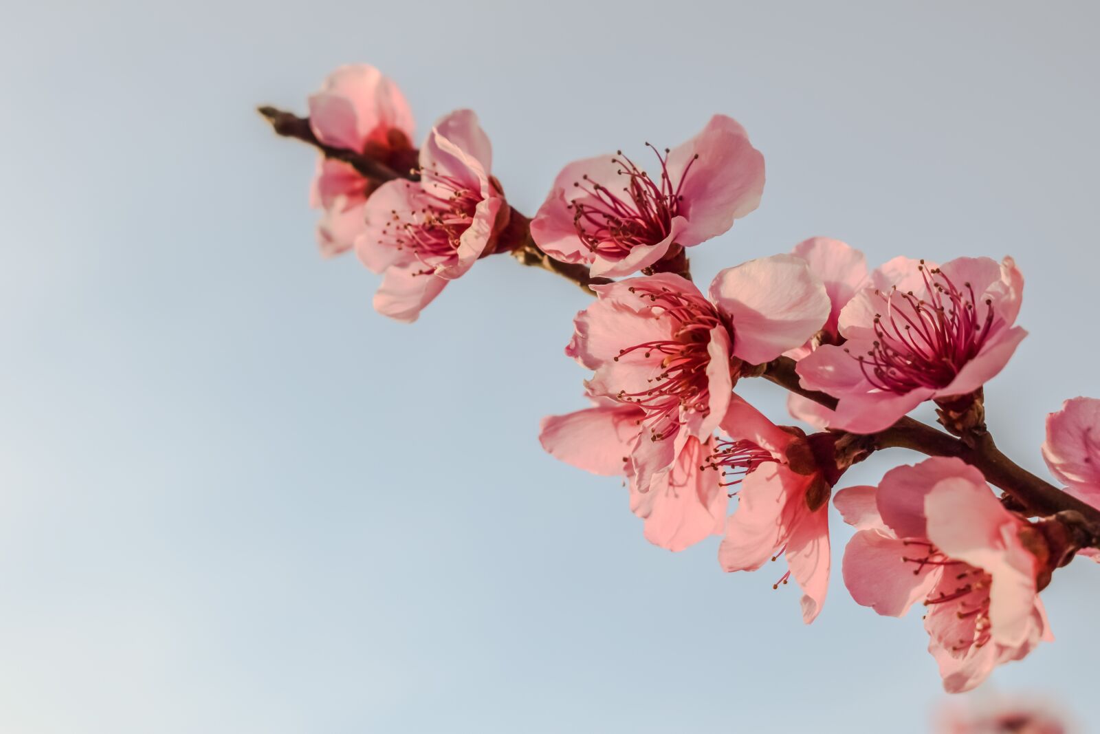 Nikon D3300 sample photo. Flowers, blossom, pink photography