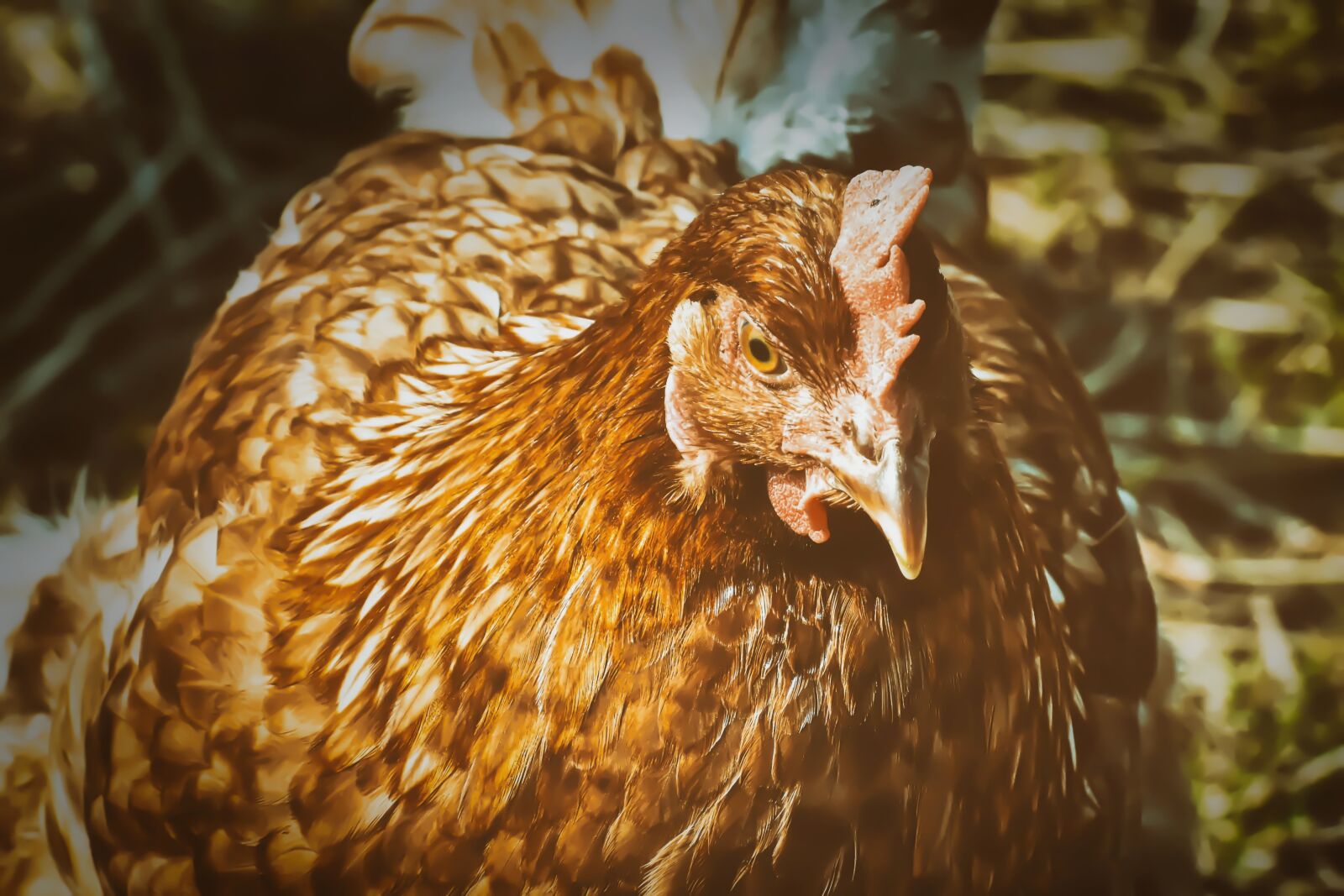 Nikon D7200 sample photo. Portrait, chicken, poultry photography