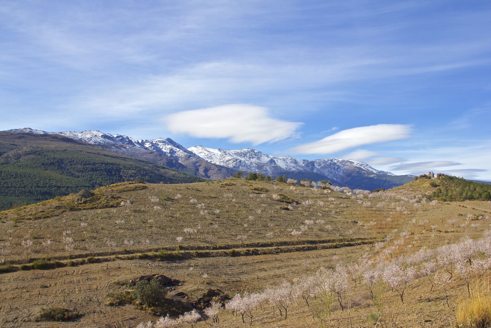 Canon EF-S 18-135mm F3.5-5.6 IS sample photo. Sierra nevada, mountain, almond photography