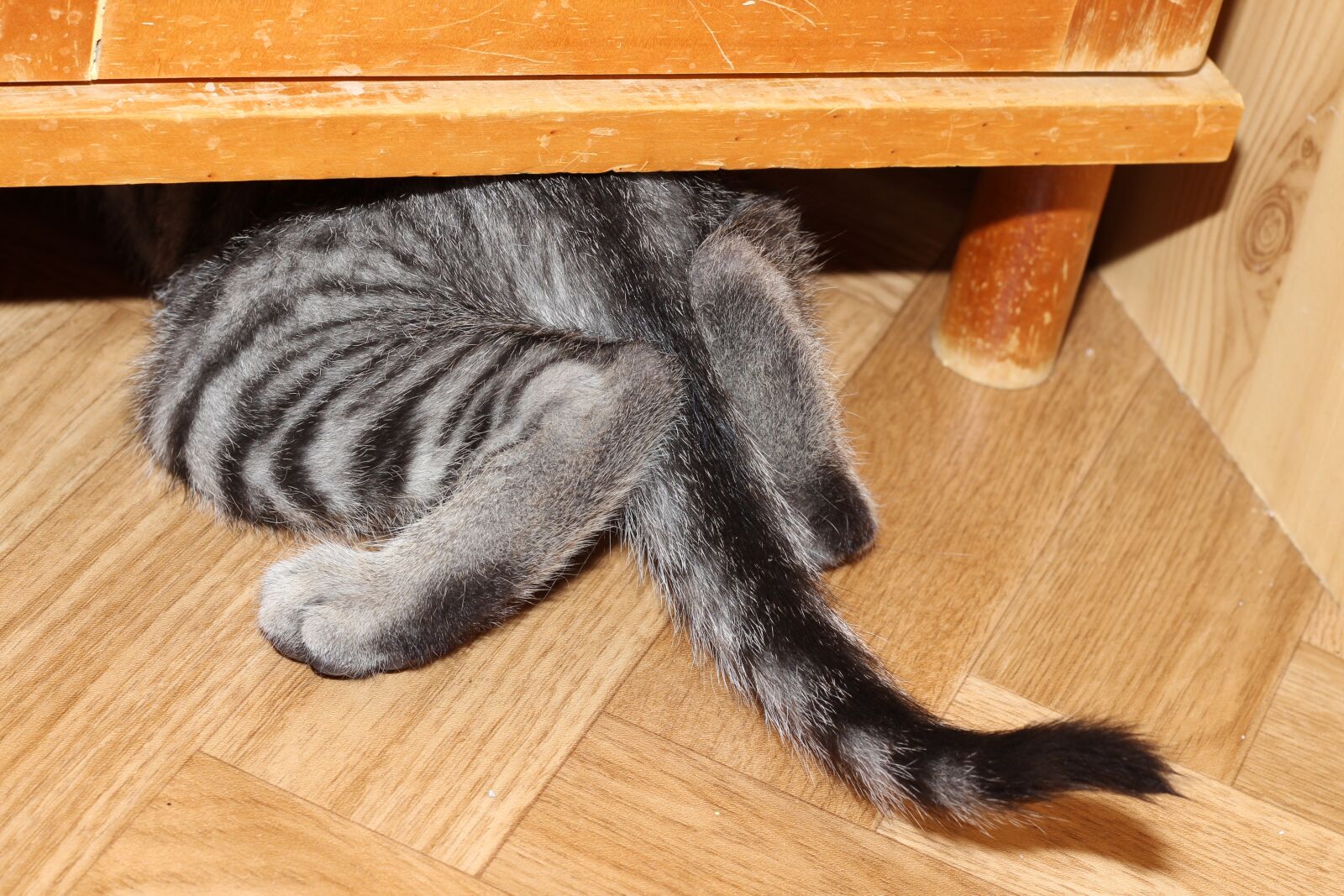 Canon EOS 600D (Rebel EOS T3i / EOS Kiss X5) + Canon EF 50mm F1.8 II sample photo. Cat, hidden, cabinet photography