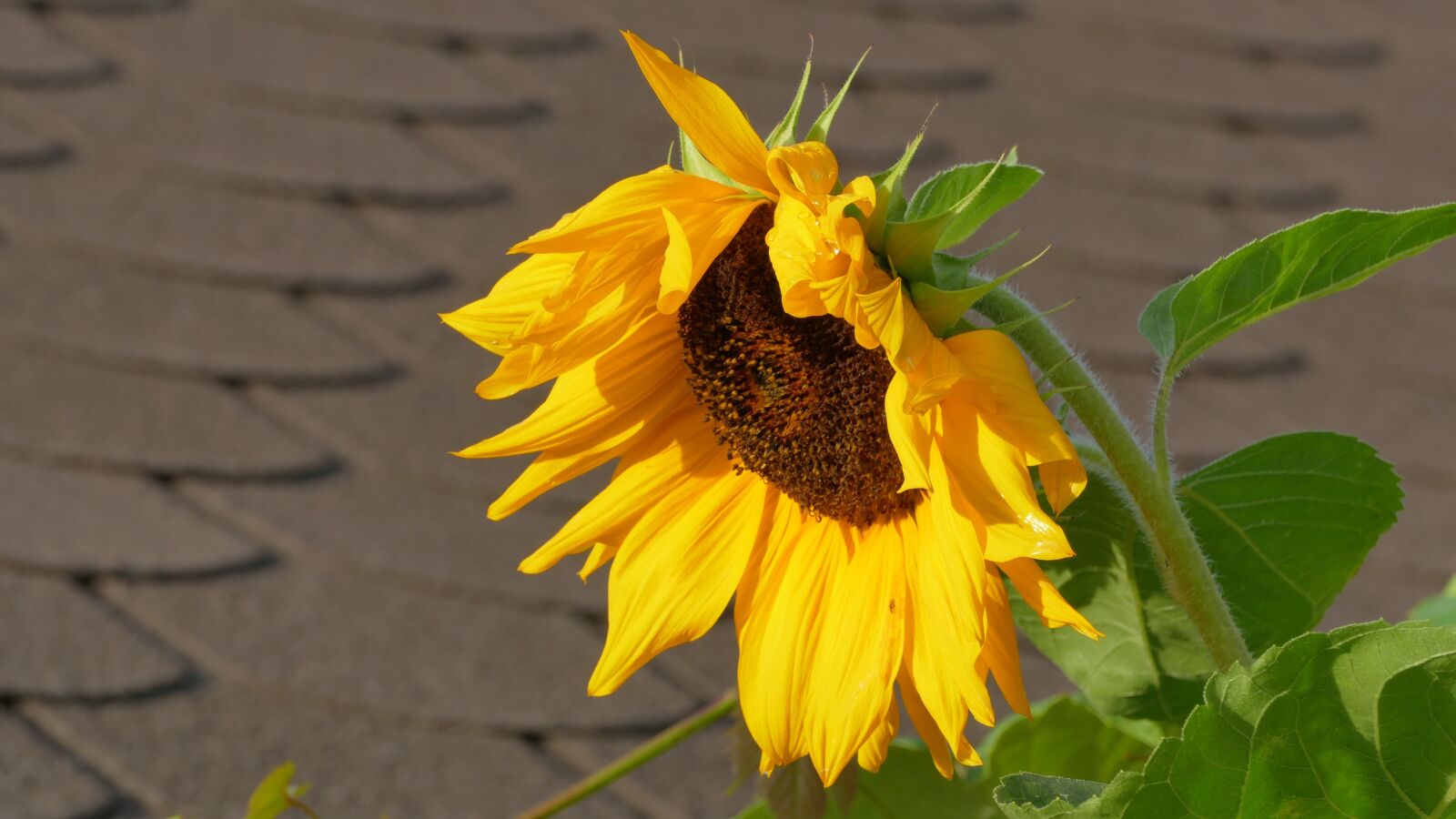 Panasonic Lumix DMC-FZ1000 sample photo. Sunflower, flower, yellow photography