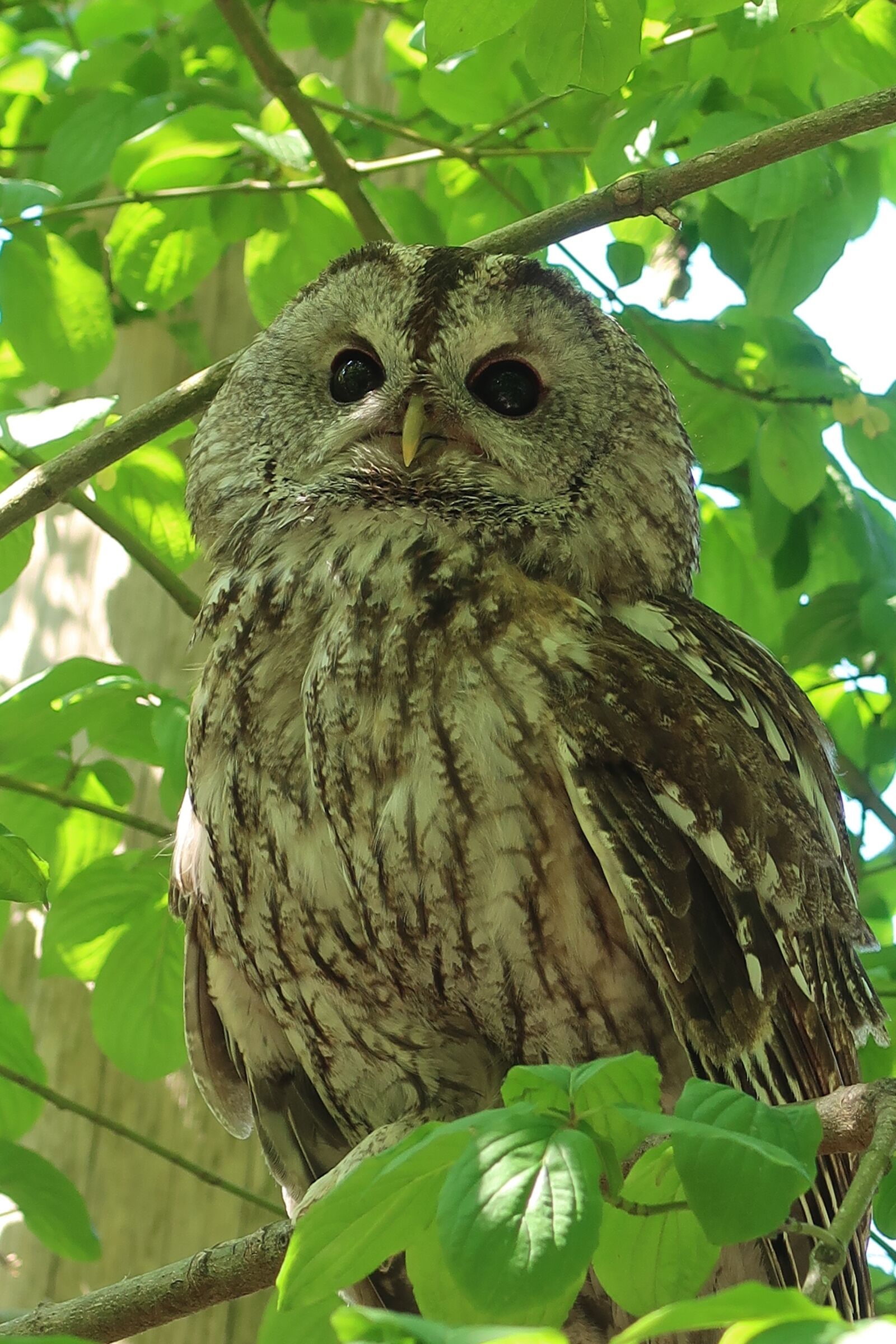 Canon PowerShot G7 X Mark II sample photo. Tawny, strix aluco, tawny photography