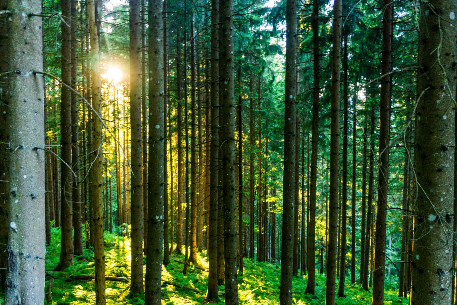 Sony a6000 sample photo. Forest, sun, nature photography
