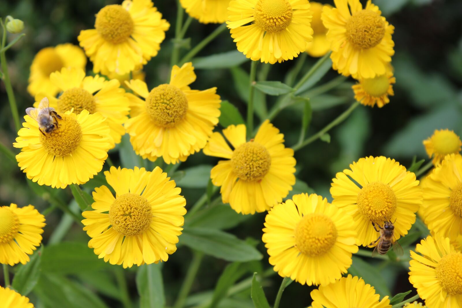 Canon EOS 1300D (EOS Rebel T6 / EOS Kiss X80) sample photo. Yellow flower, flower, sunflower photography