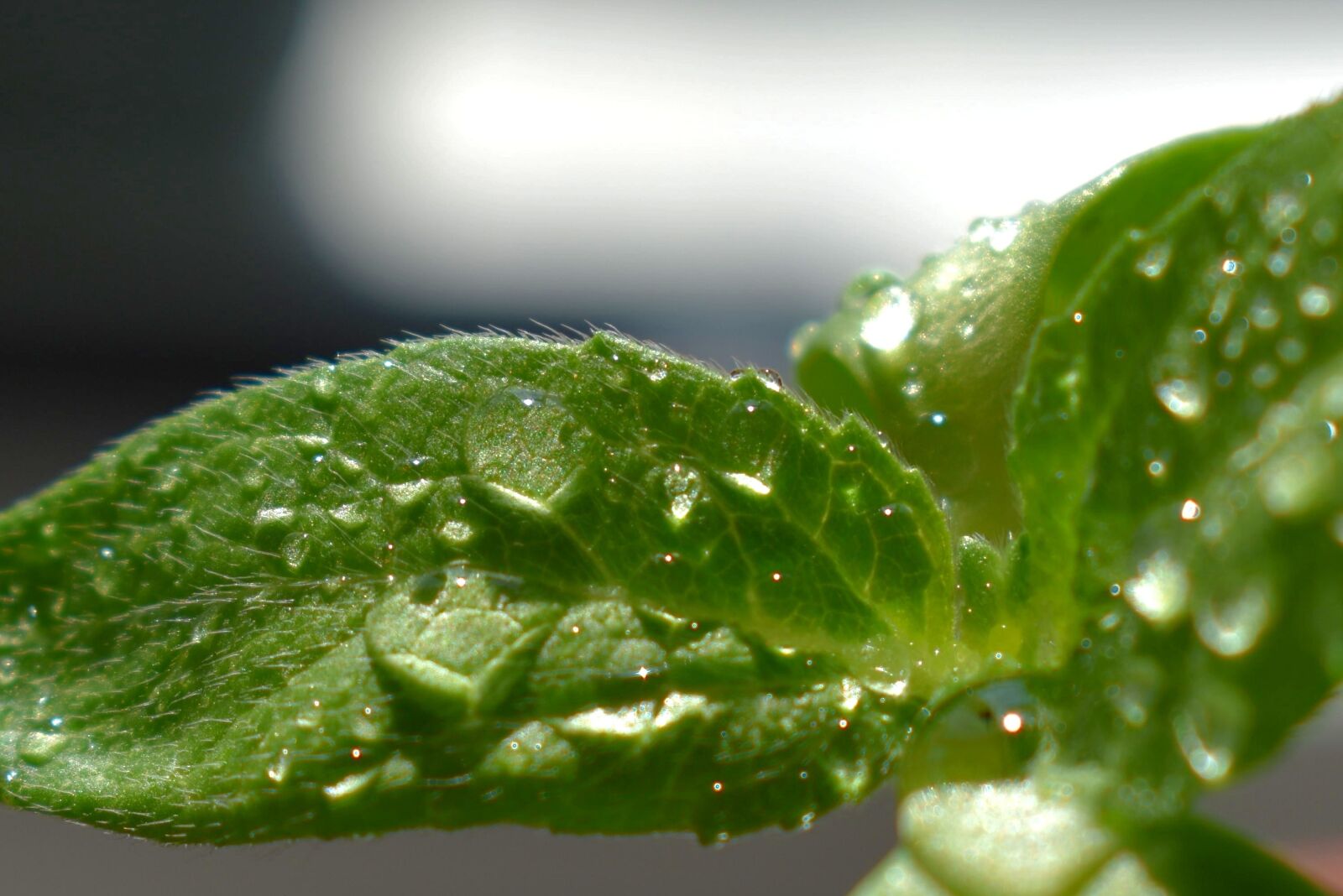 Nikon D3400 sample photo. Sheet, plant, macro photography