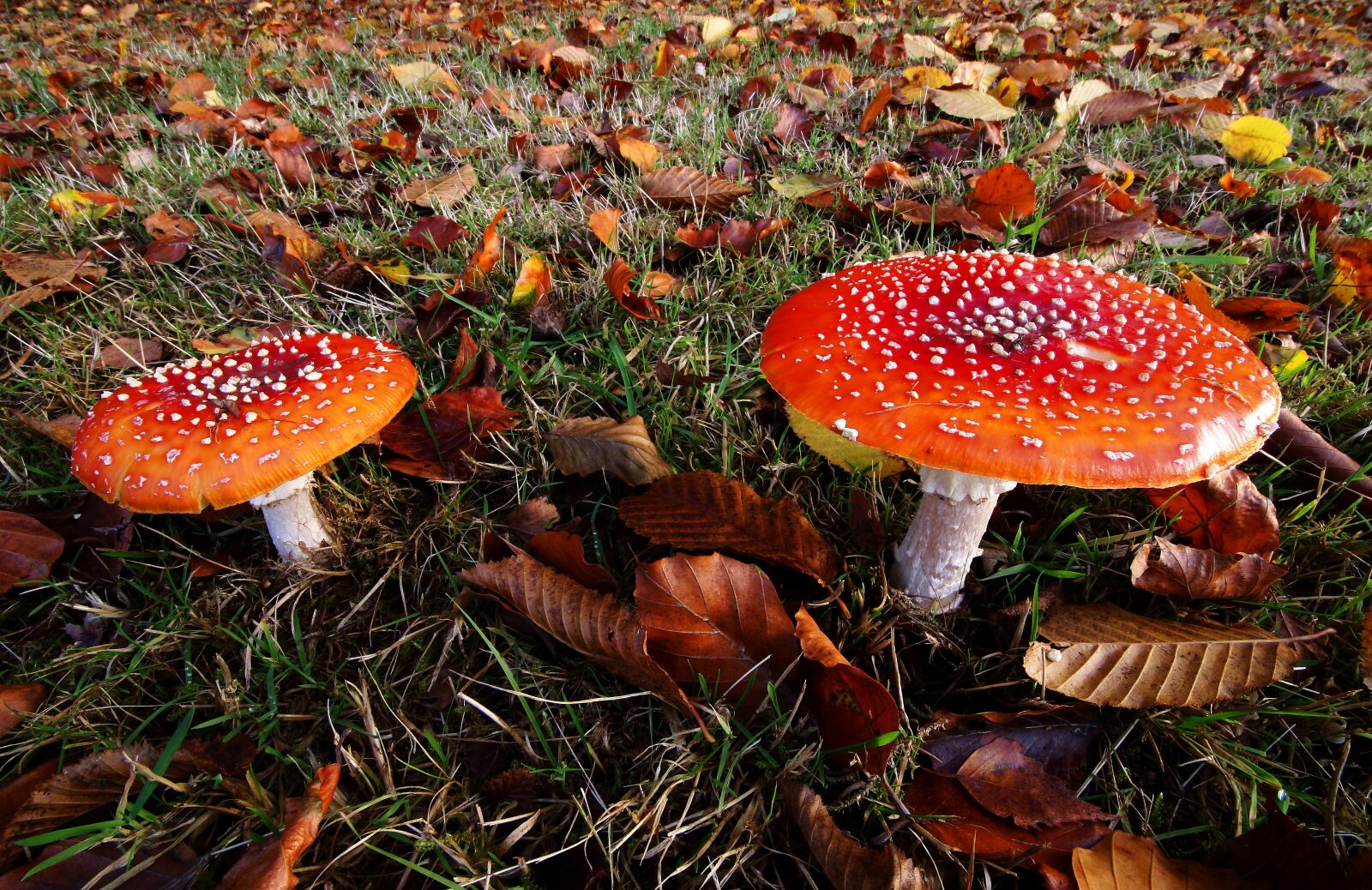 Canon EOS 70D sample photo. Amanita muscaria, fly agaric photography