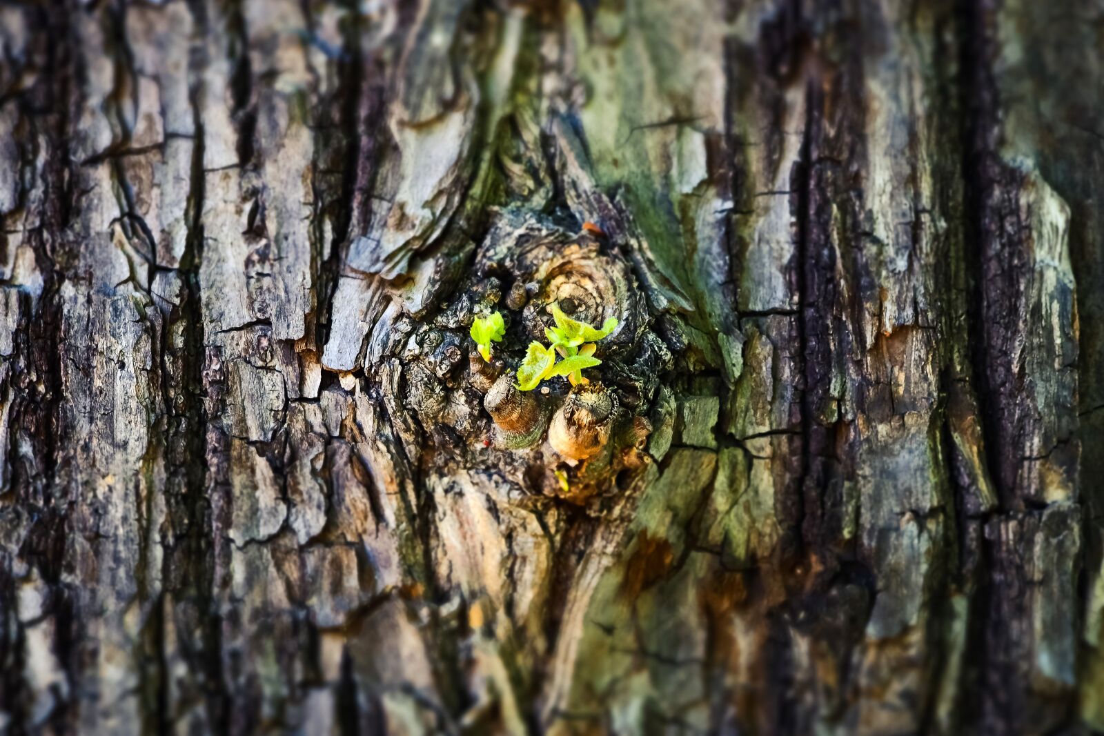 Olympus OM-D E-M10 sample photo. Tree, bark, log photography