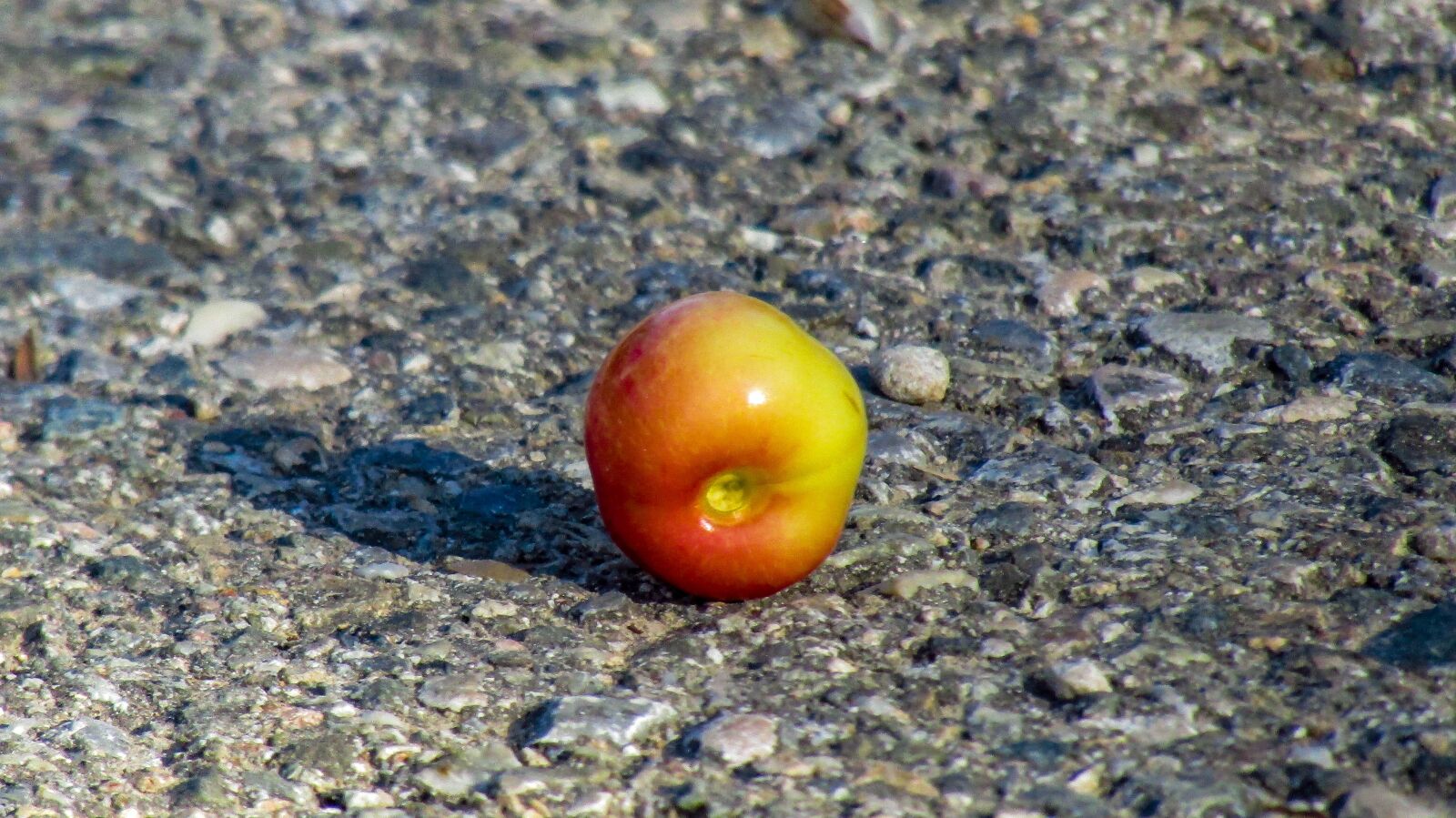 Canon PowerShot SX410 IS sample photo. Cherry, outbreak, nature photography