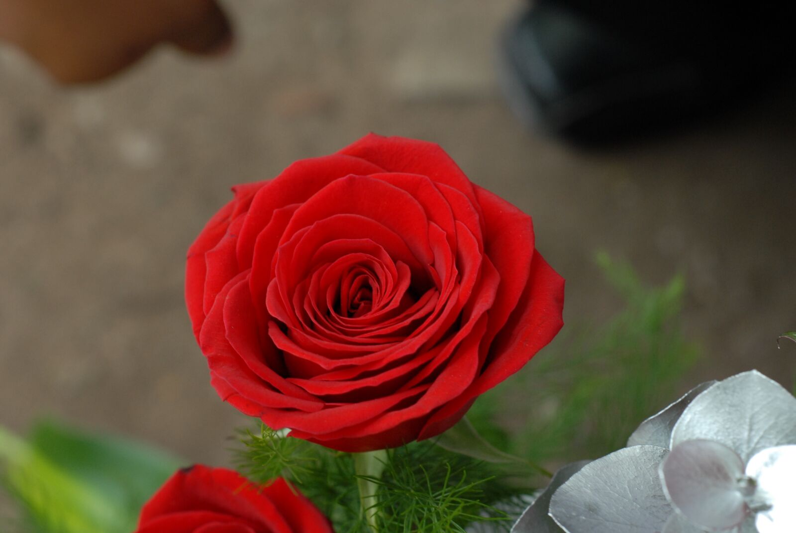 Nikon D200 sample photo. Red rose, flower, red photography