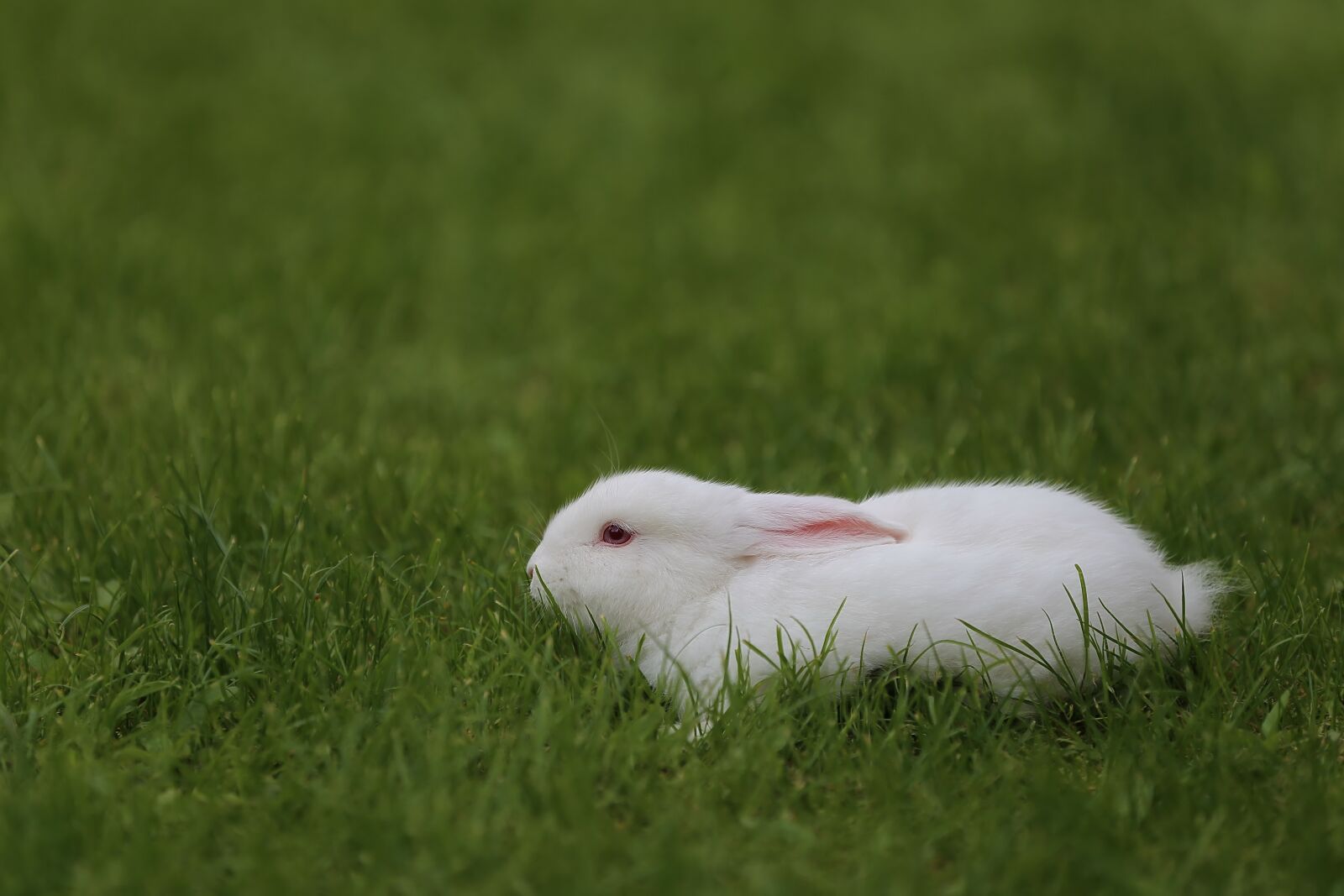 Canon EF 70-200mm F2.8L IS II USM sample photo. Domestic, white, rabbit, green photography