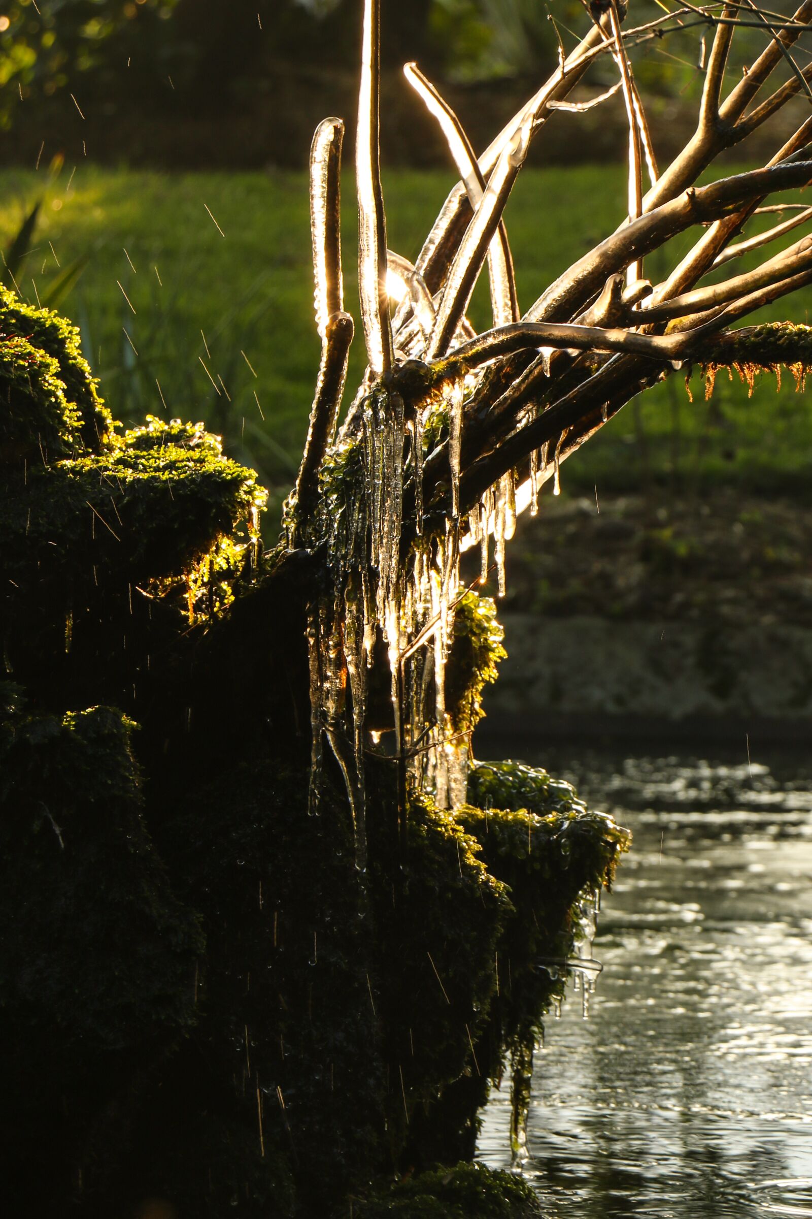 Canon EOS 750D (EOS Rebel T6i / EOS Kiss X8i) sample photo. Garden, cherbourg, ice photography