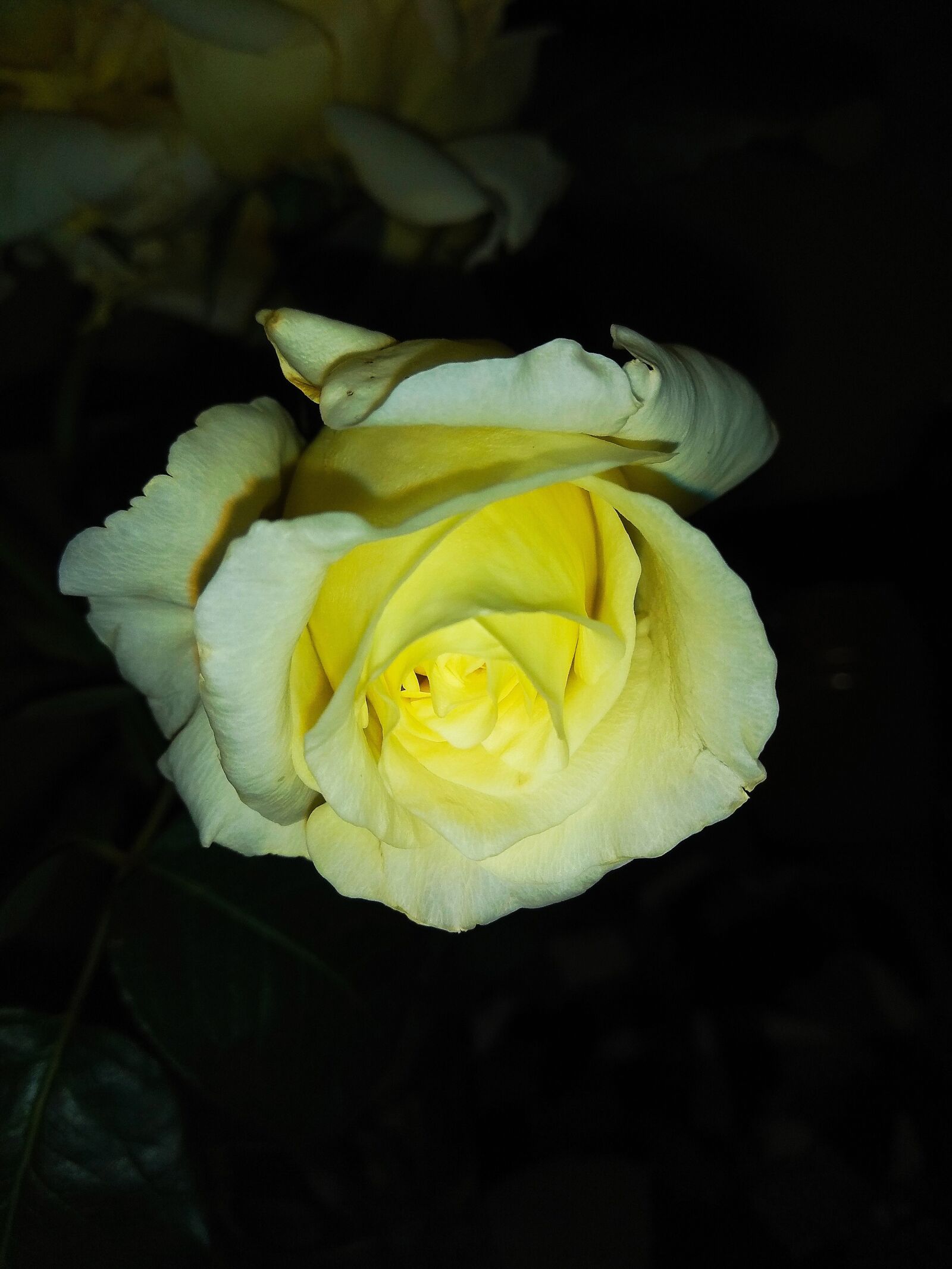 Xiaomi Redmi Note 4 sample photo. Flower, florida, garden photography