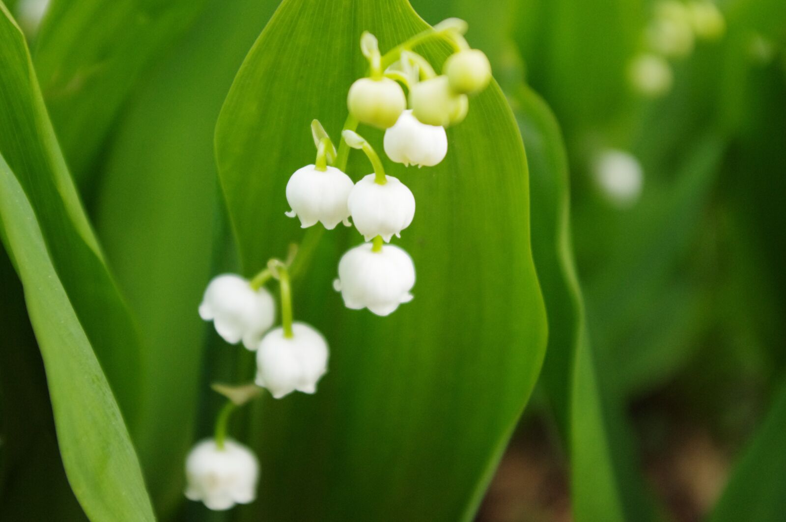 Pentax K-r sample photo. Lily of the valley photography