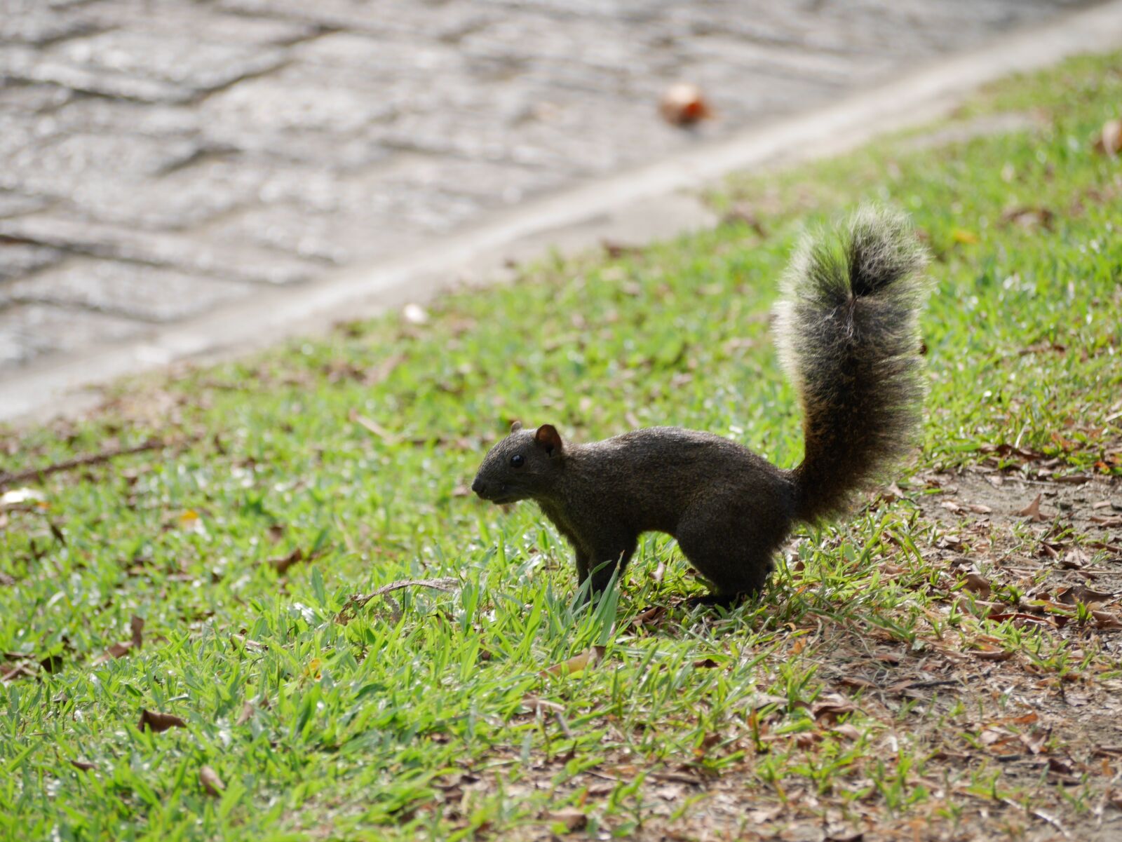 Panasonic Lumix DMC-GX7 sample photo. Squirrel, park, fluffy photography