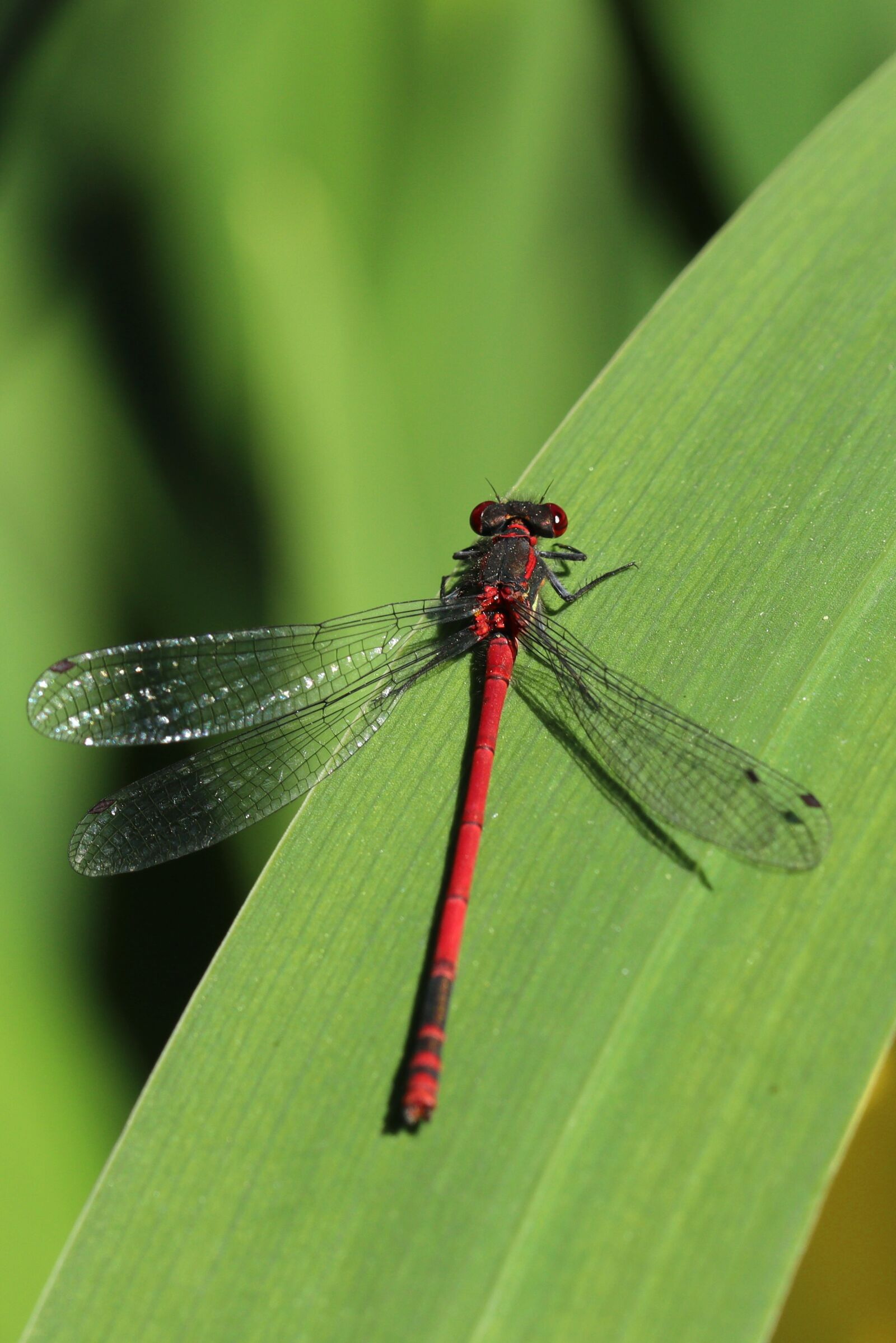 Canon EOS 250D (EOS Rebel SL3 / EOS Kiss X10 / EOS 200D II) sample photo. Dragonfly, red, insect photography
