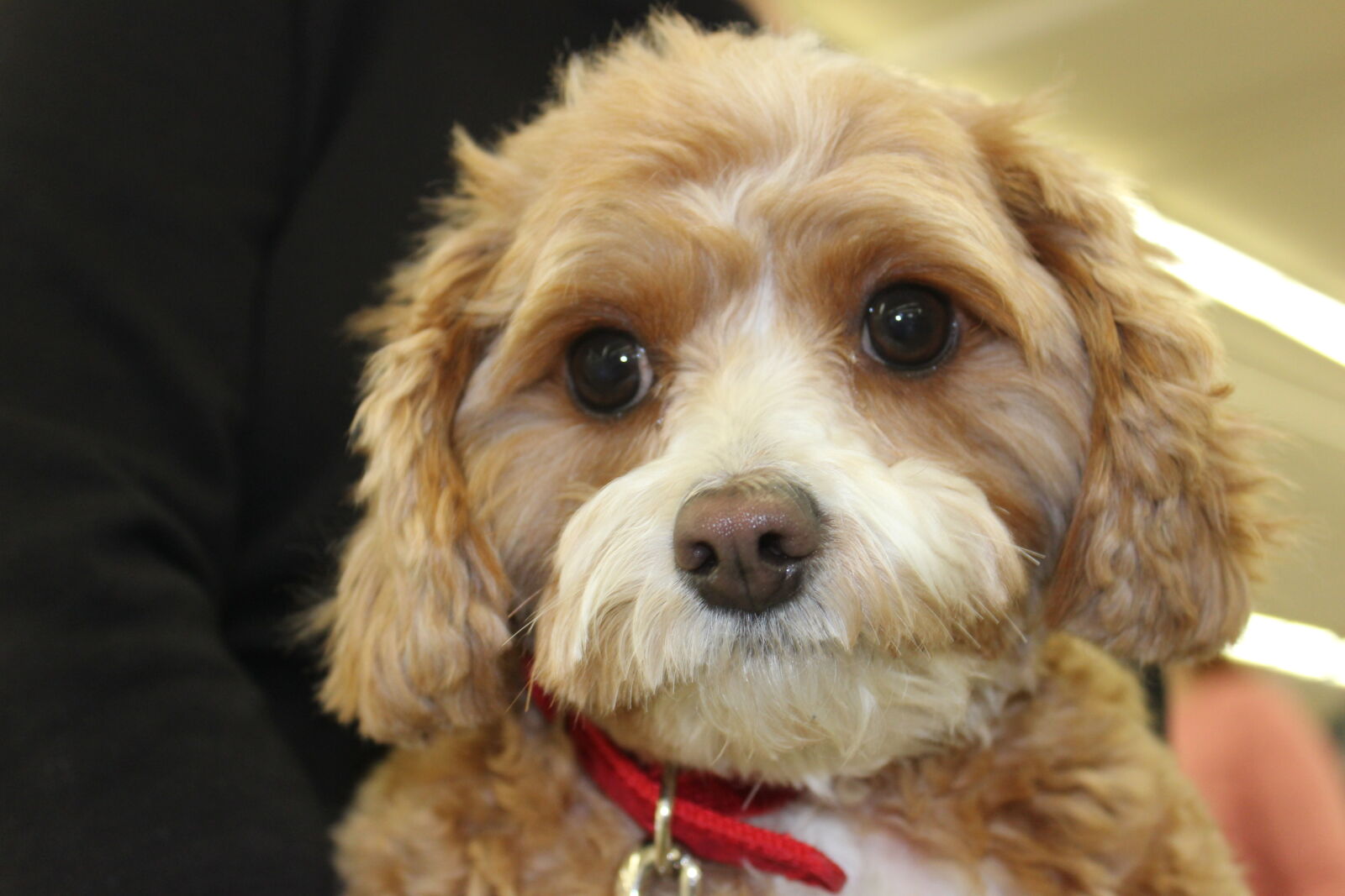Canon EOS 1200D (EOS Rebel T5 / EOS Kiss X70 / EOS Hi) sample photo. Cute, dog, dog, dog photography