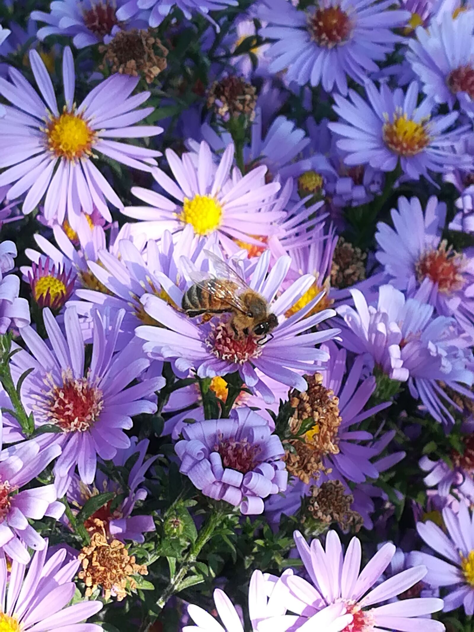 HUAWEI P8 lite 2017 sample photo. Flowers, bee, asters photography