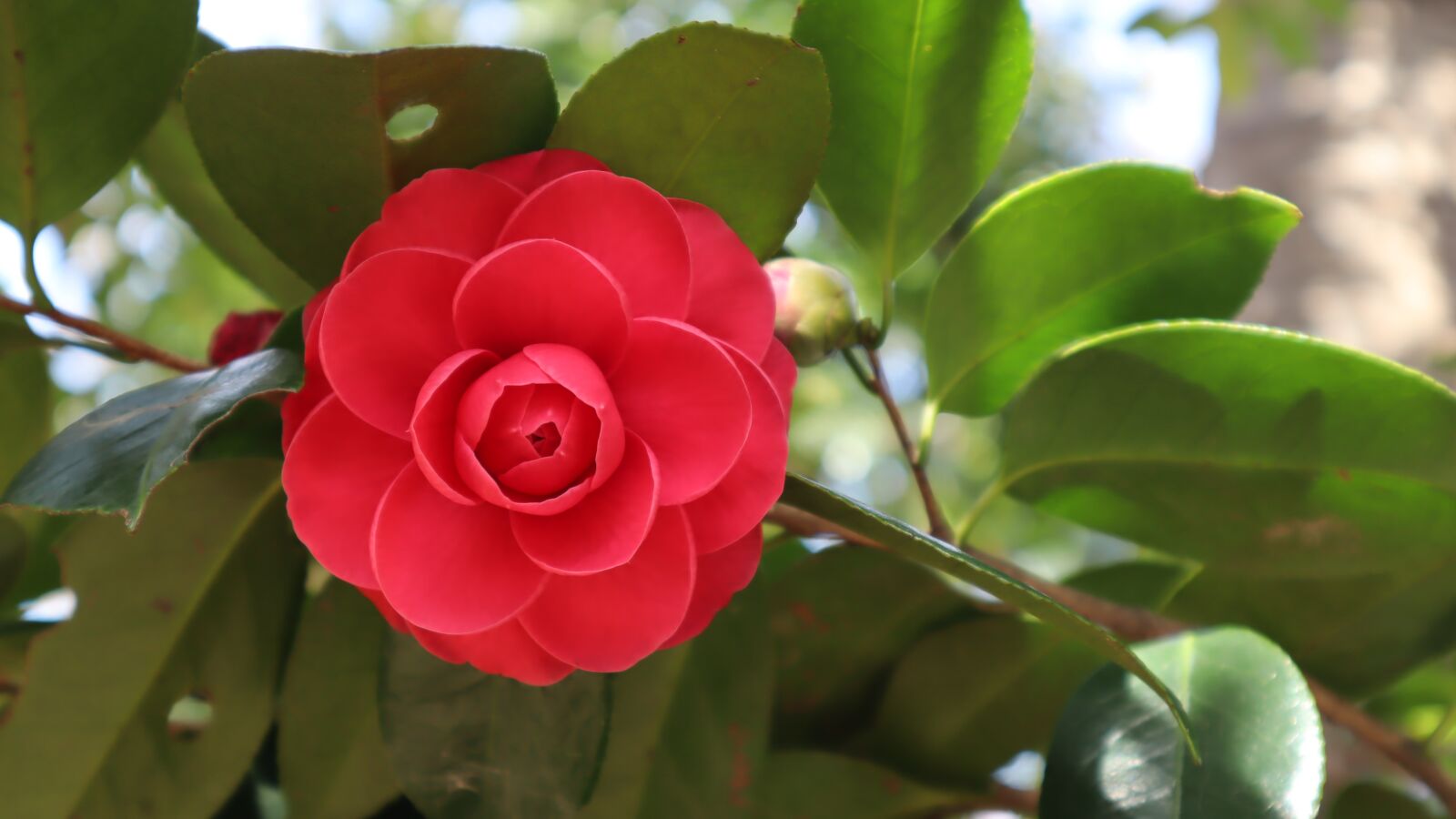 Canon EF-M 15-45mm F3.5-6.3 IS STM sample photo. Red, camellia, valentine photography