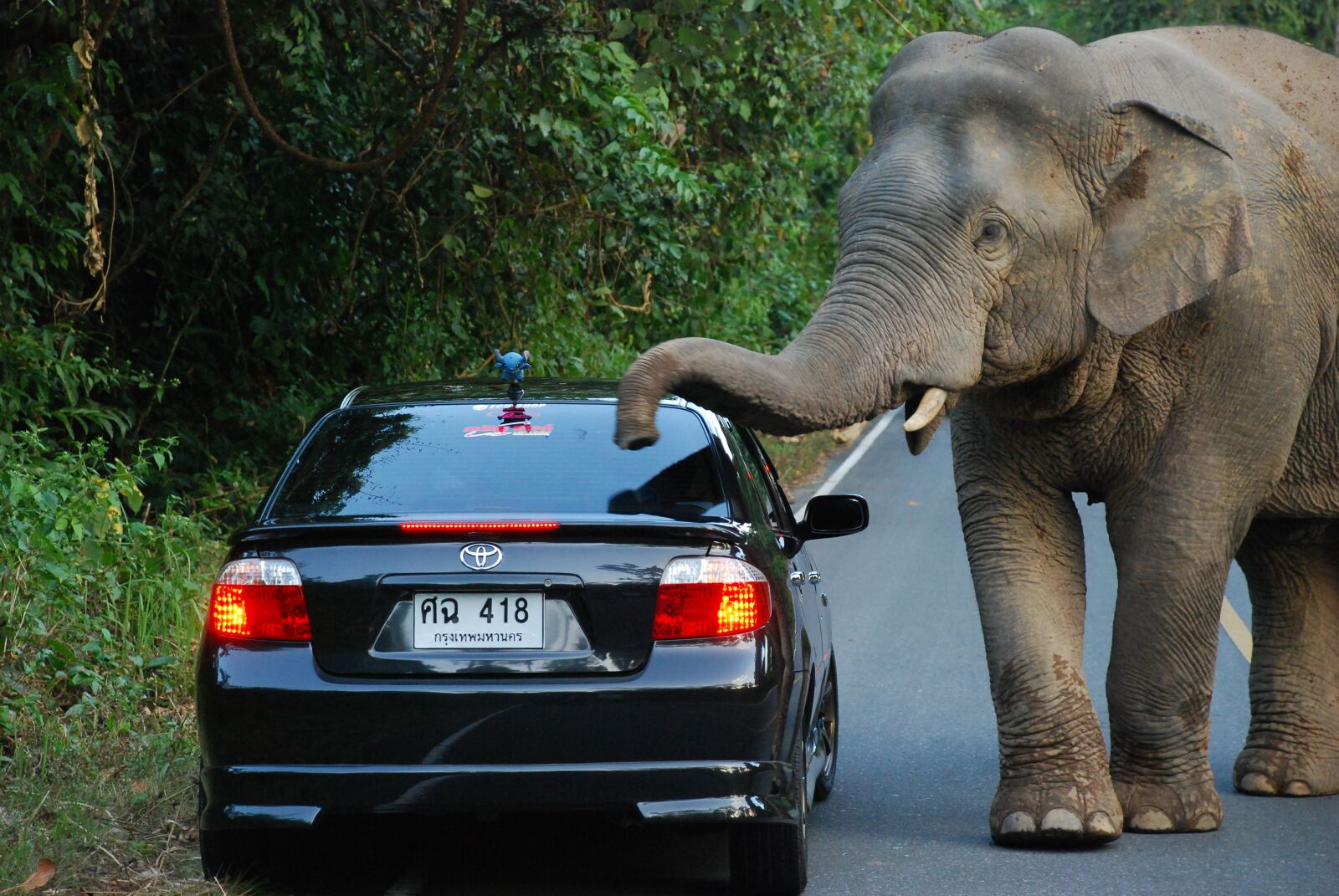 Nikon D80 sample photo. Elephant, auto, rainforest photography