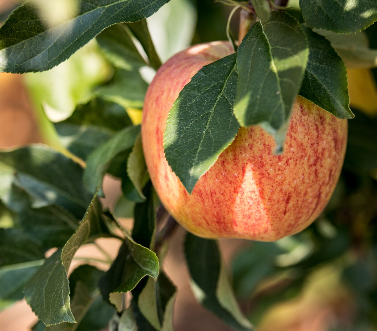 Canon EF-S 55-250mm F4-5.6 IS STM sample photo. Apple, apple tree, fruit photography