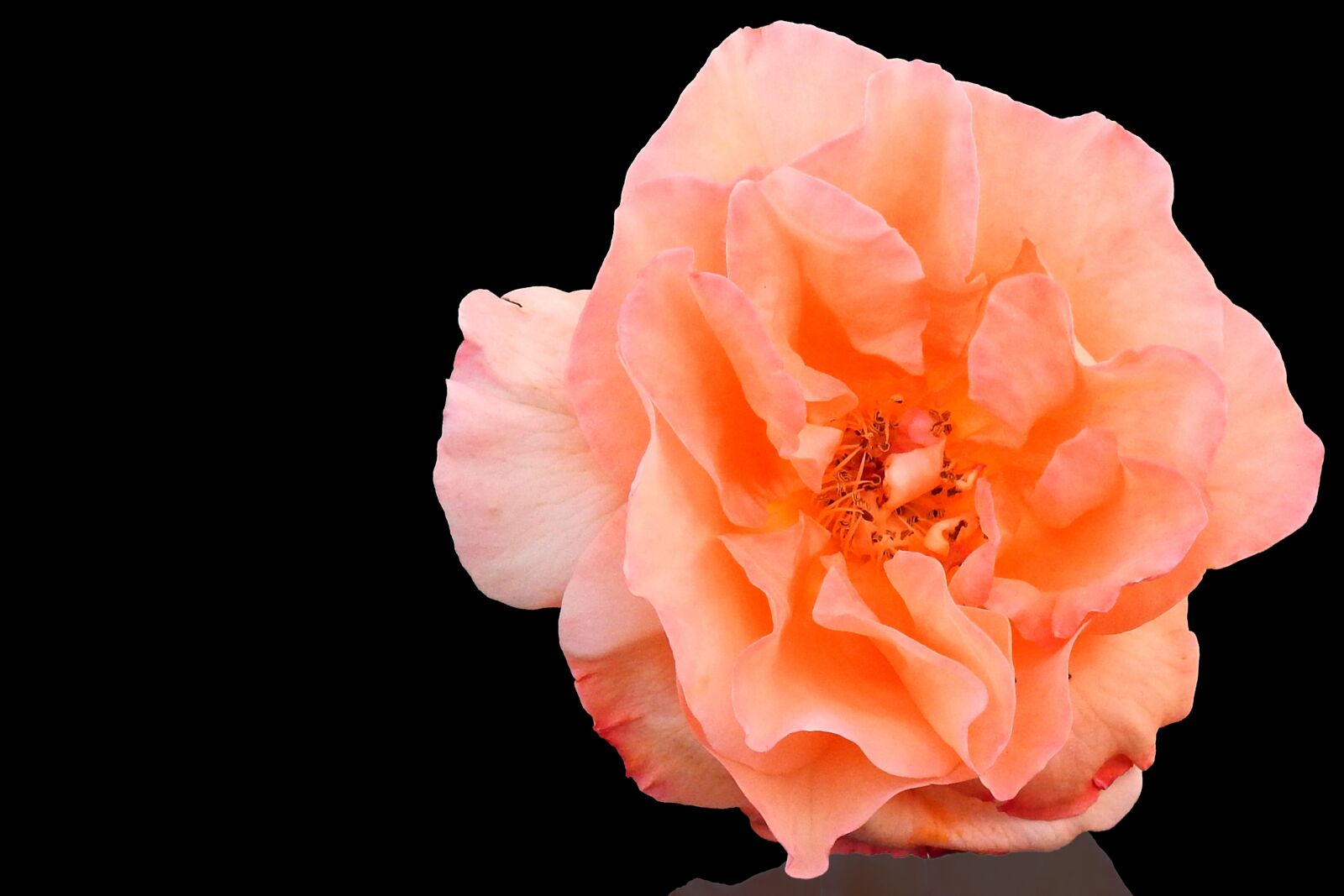 Nikon Coolpix P900 sample photo. Rose, blossom, bloom photography