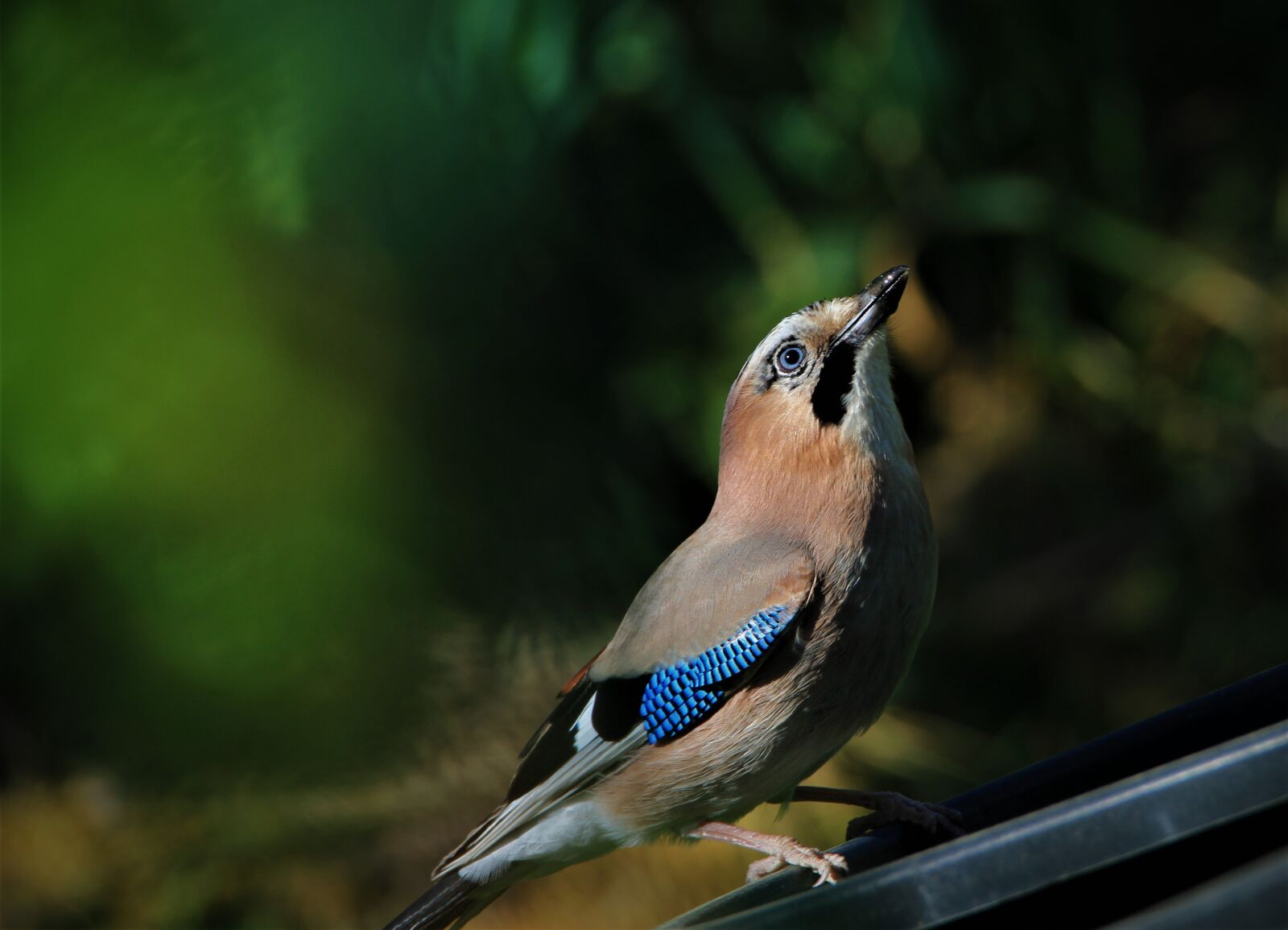 Tamron SP 150-600mm F5-6.3 Di VC USD sample photo. Jay, bird, songbird photography