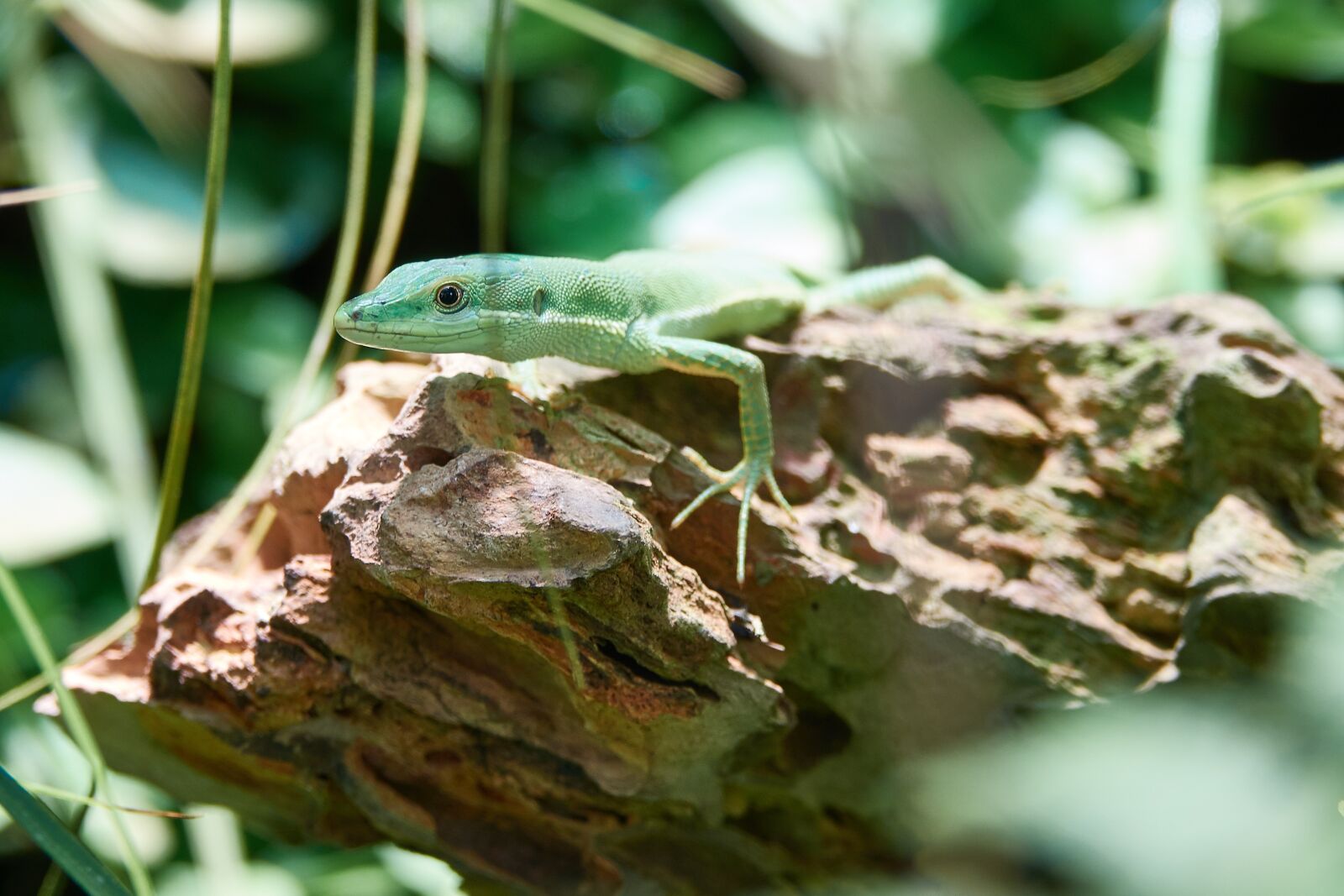 Sony Cyber-shot DSC-RX10 III sample photo. Lizard, reptile, animal photography
