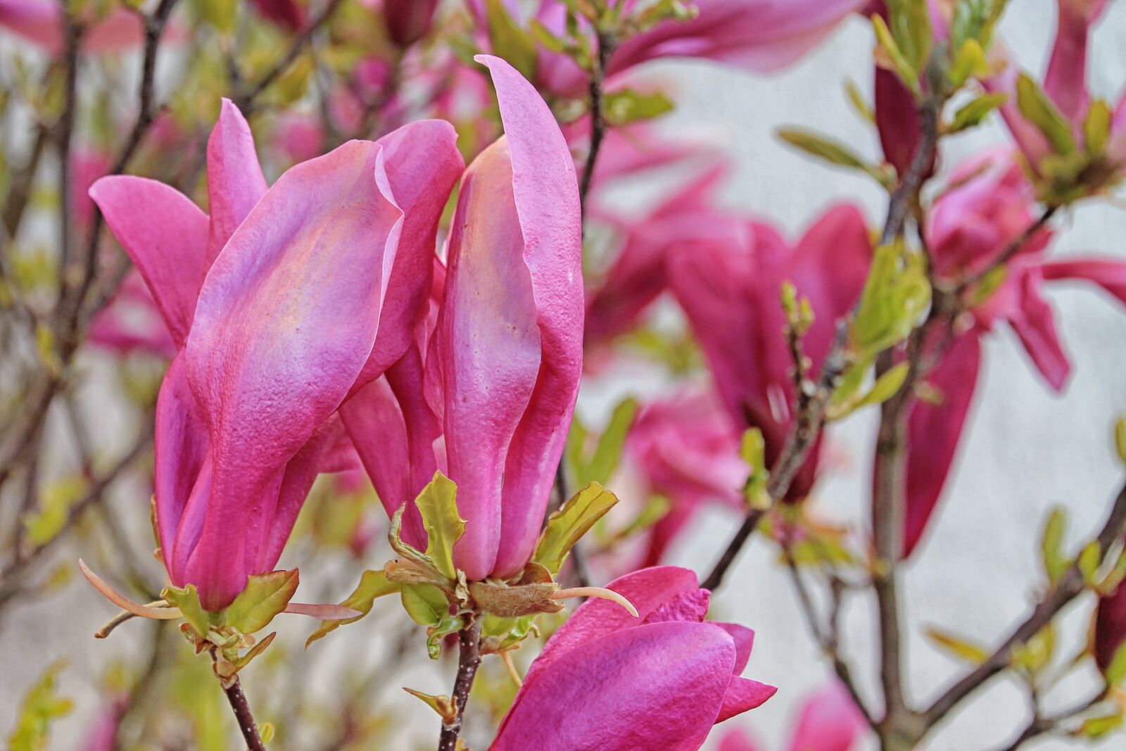 Canon EOS 1100D (EOS Rebel T3 / EOS Kiss X50) sample photo. Magnolia, flowers, spring photography