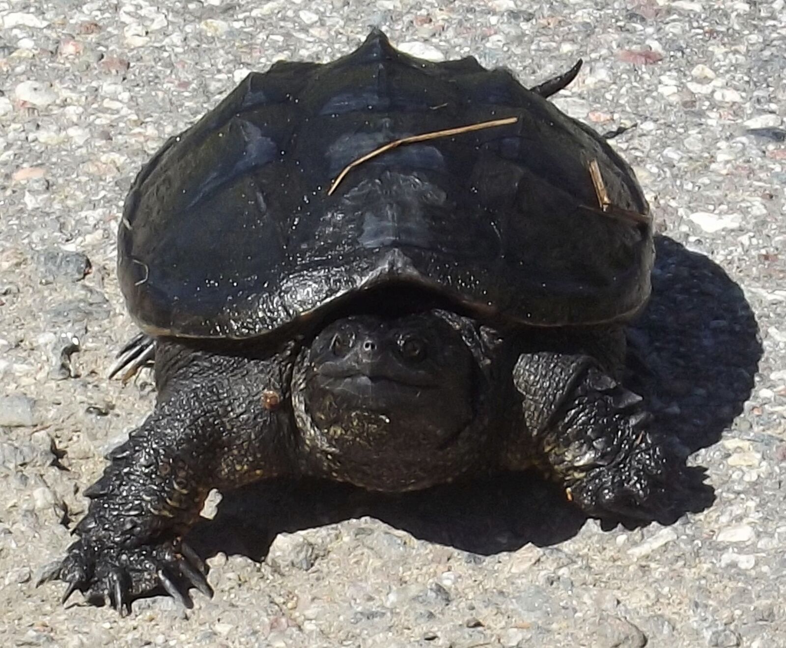 Fujifilm FinePix S2940/Walmart sample photo. Snapping turtle, wisconsin, small photography