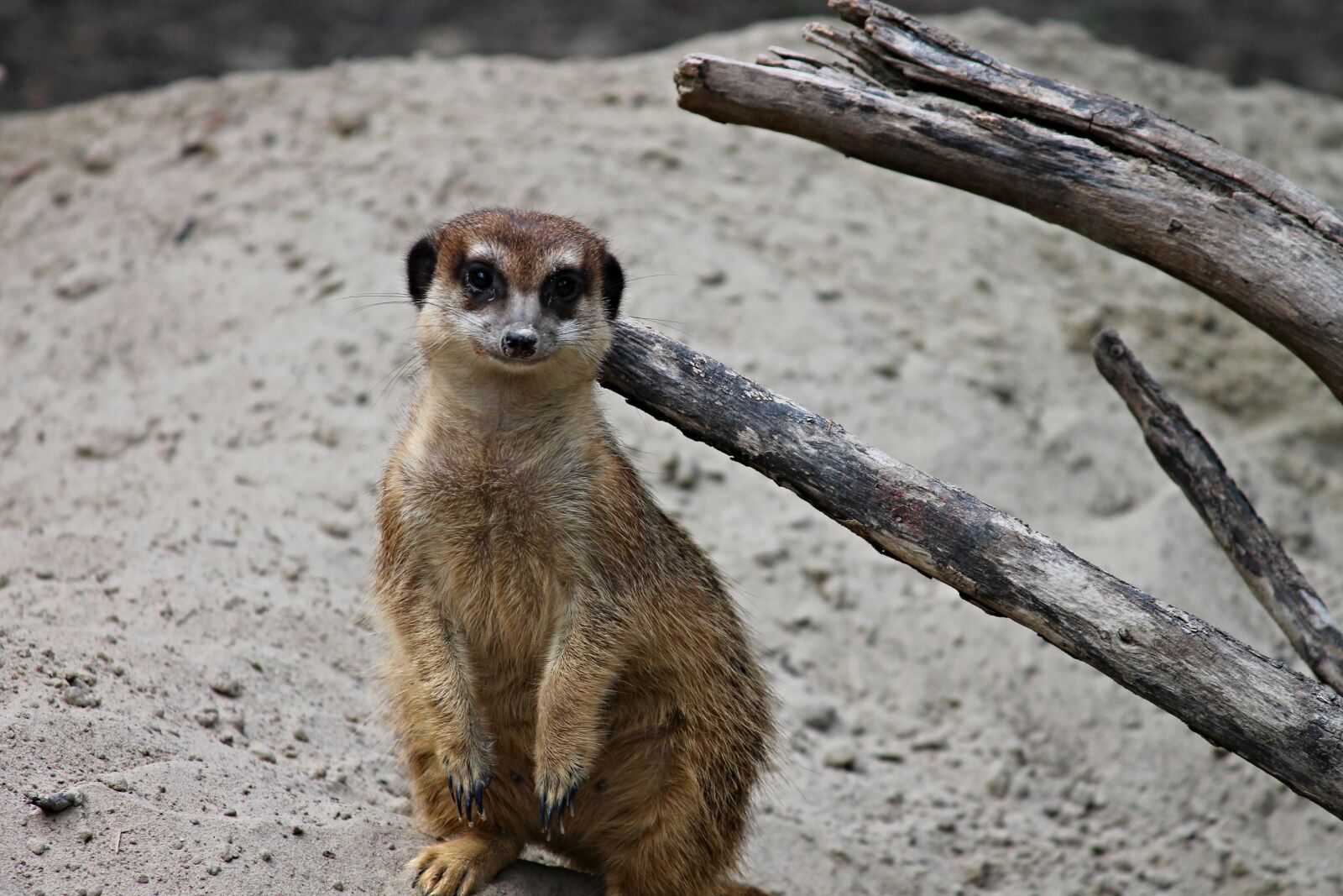Canon EOS 1100D (EOS Rebel T3 / EOS Kiss X50) sample photo. Meerkat, mongoose, scharrtier photography
