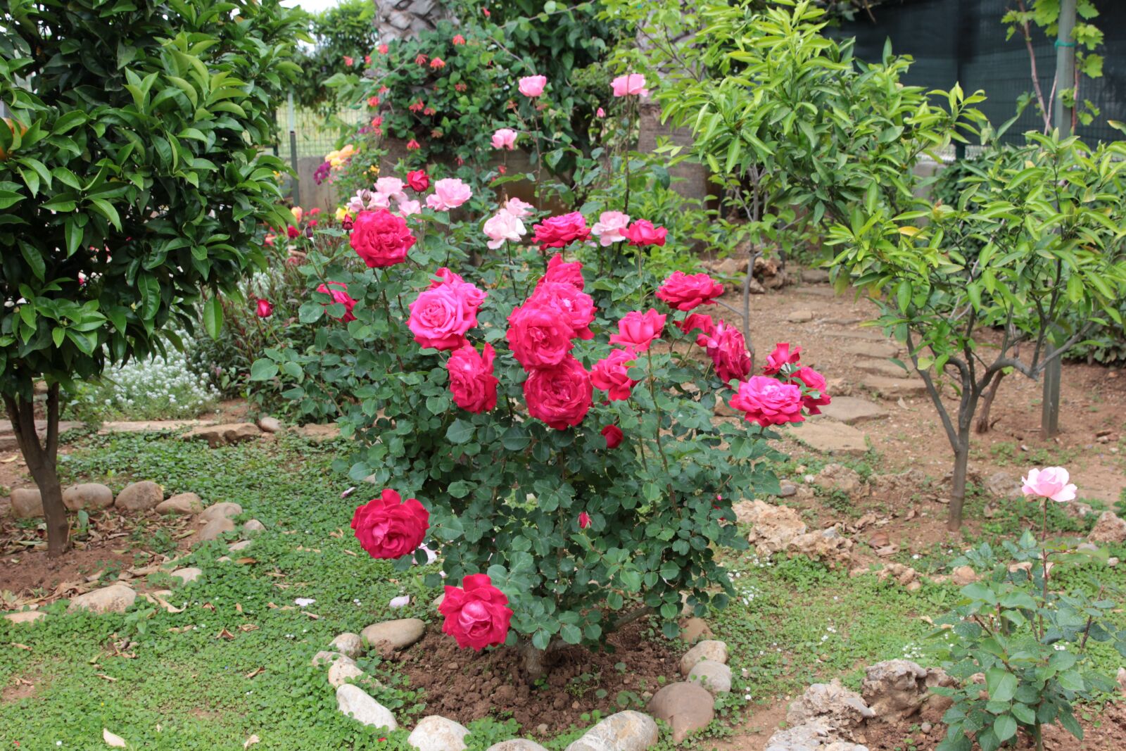 Canon EOS 550D (EOS Rebel T2i / EOS Kiss X4) sample photo. Rose, roses, flower photography